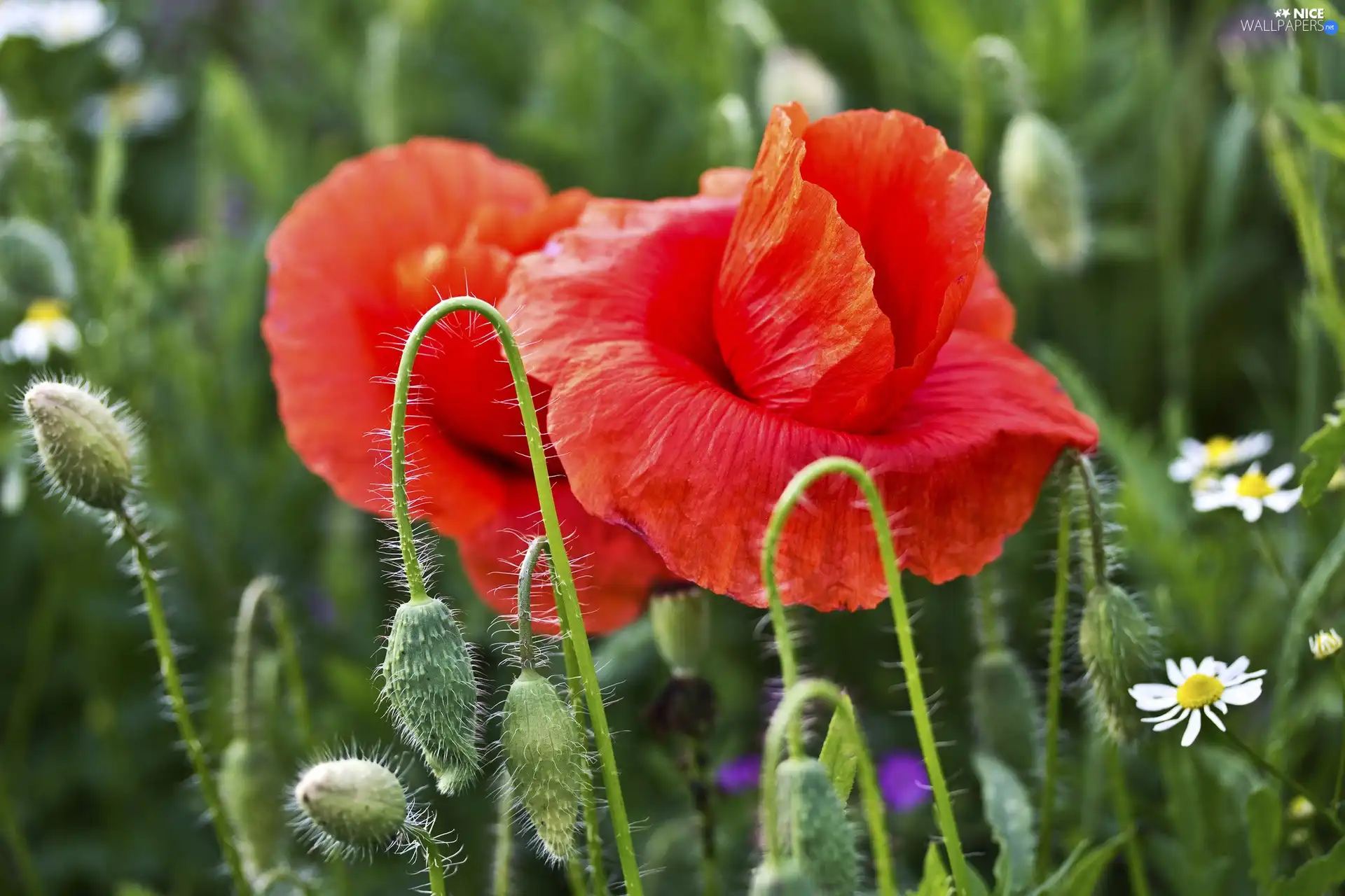 chamomile, Red, papavers