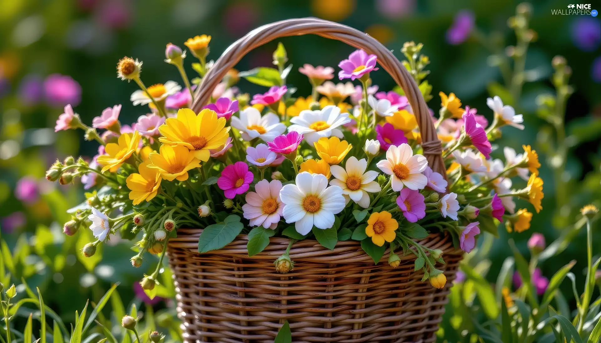 color, Flowers, basket, change