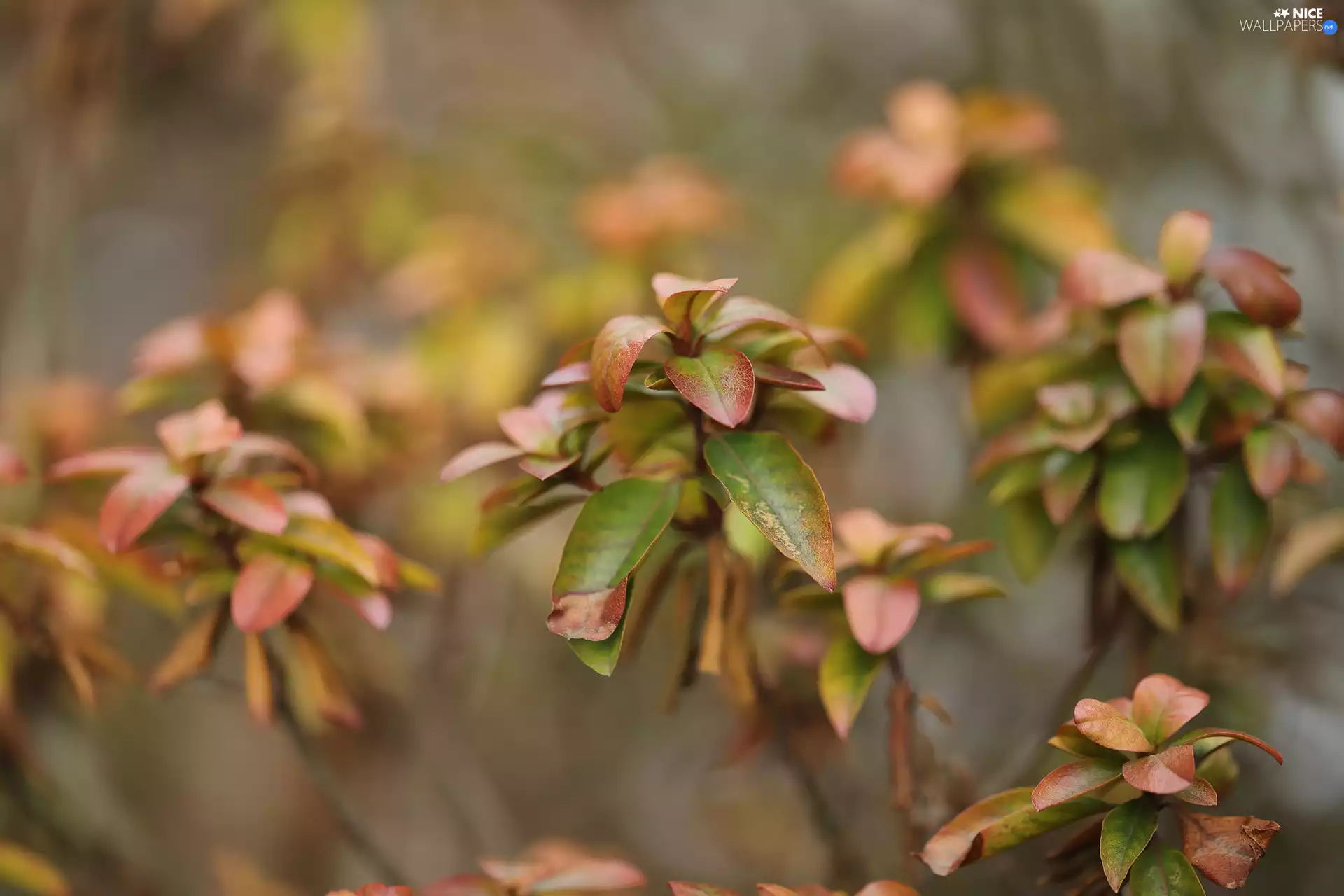 color, Leaf, Twigs, change