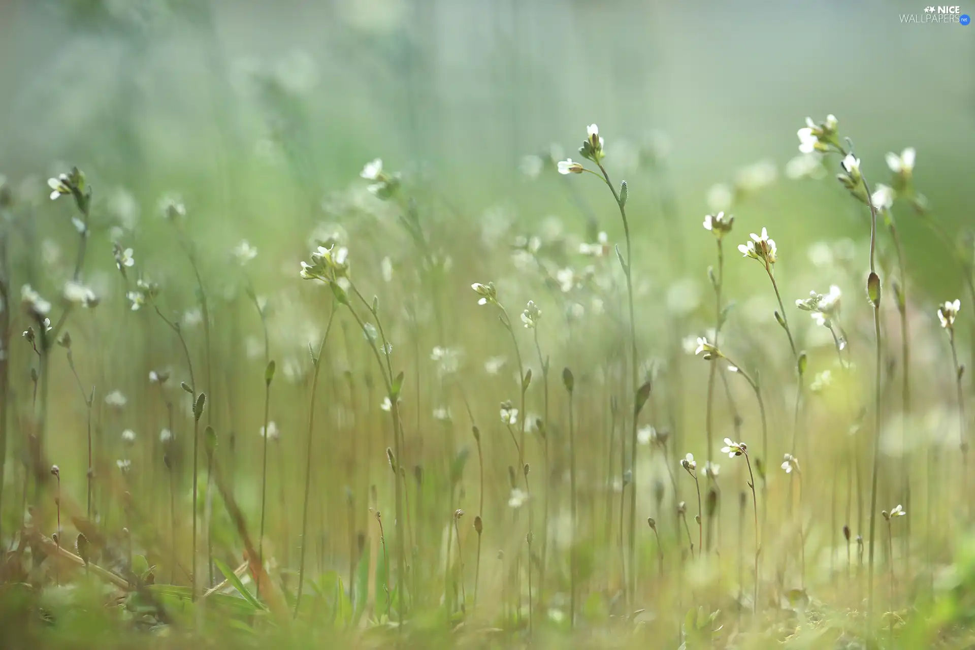 White, Flowers, Plants, change