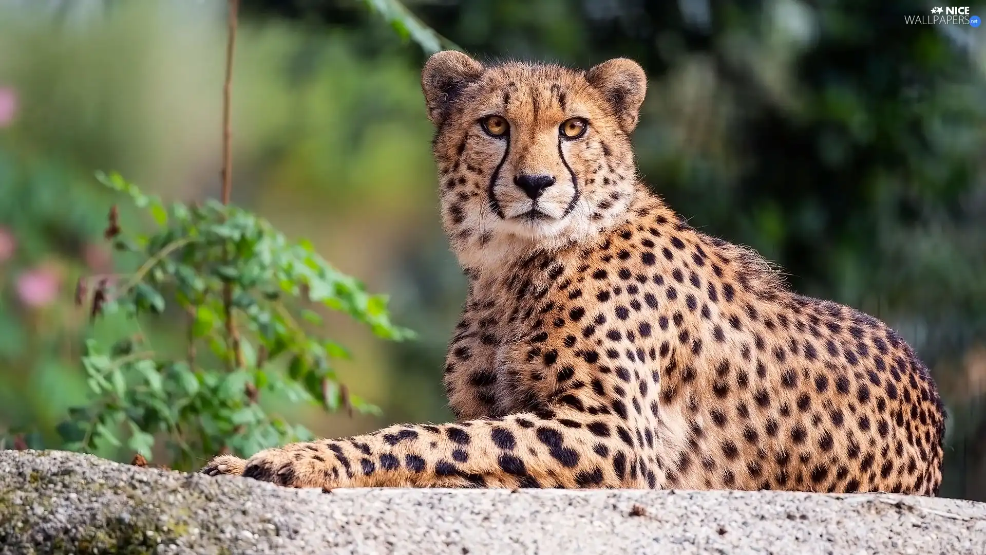 The look, lying, Cheetah