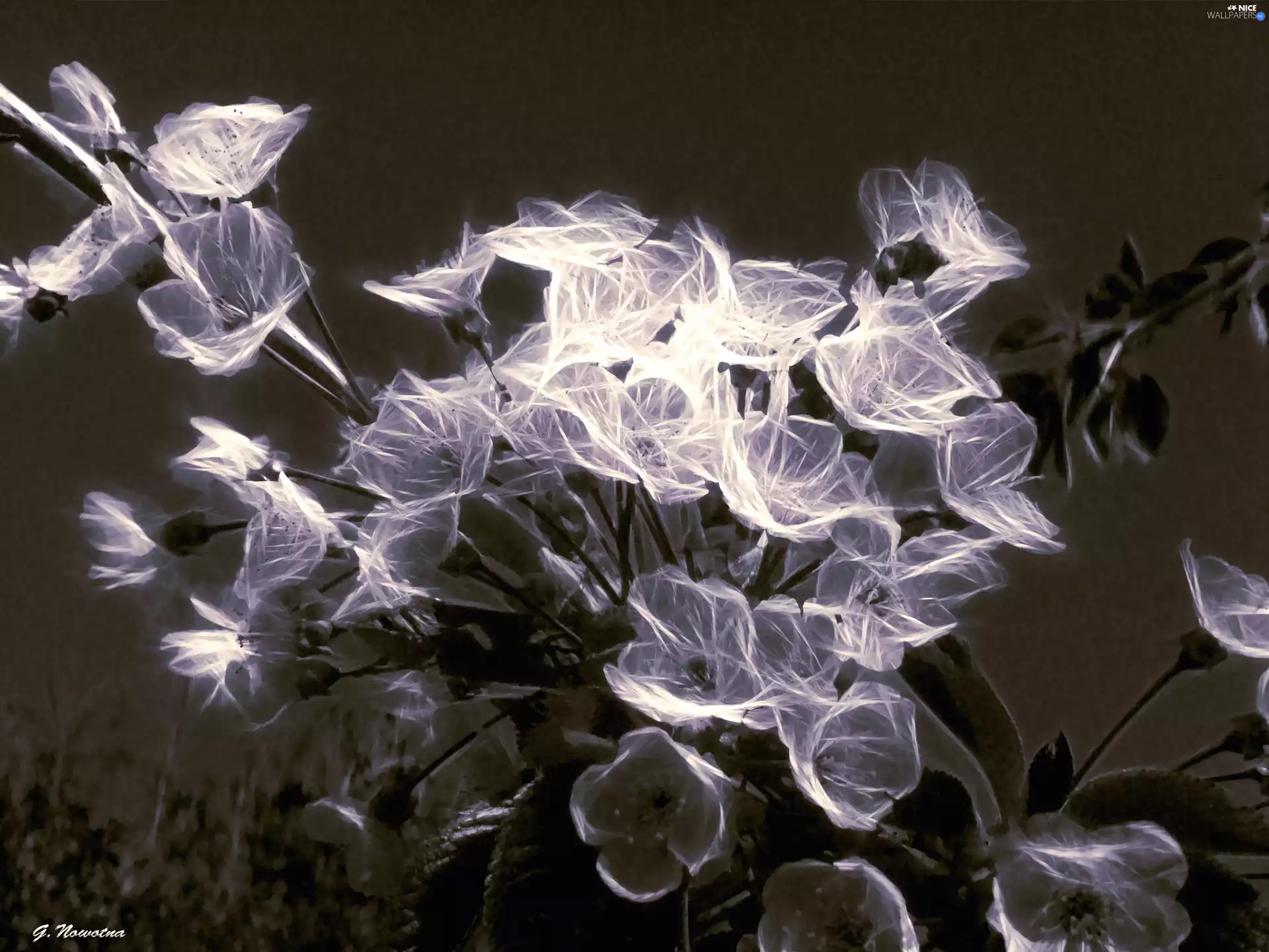 cherries, flourishing, Flowers