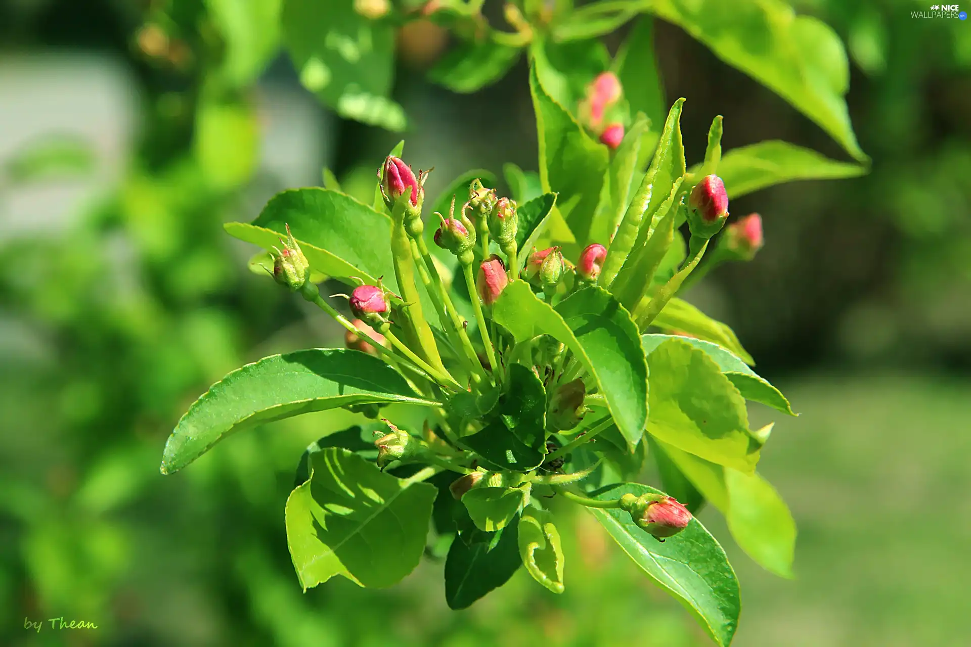 flourishing, fruit, cherry, trees