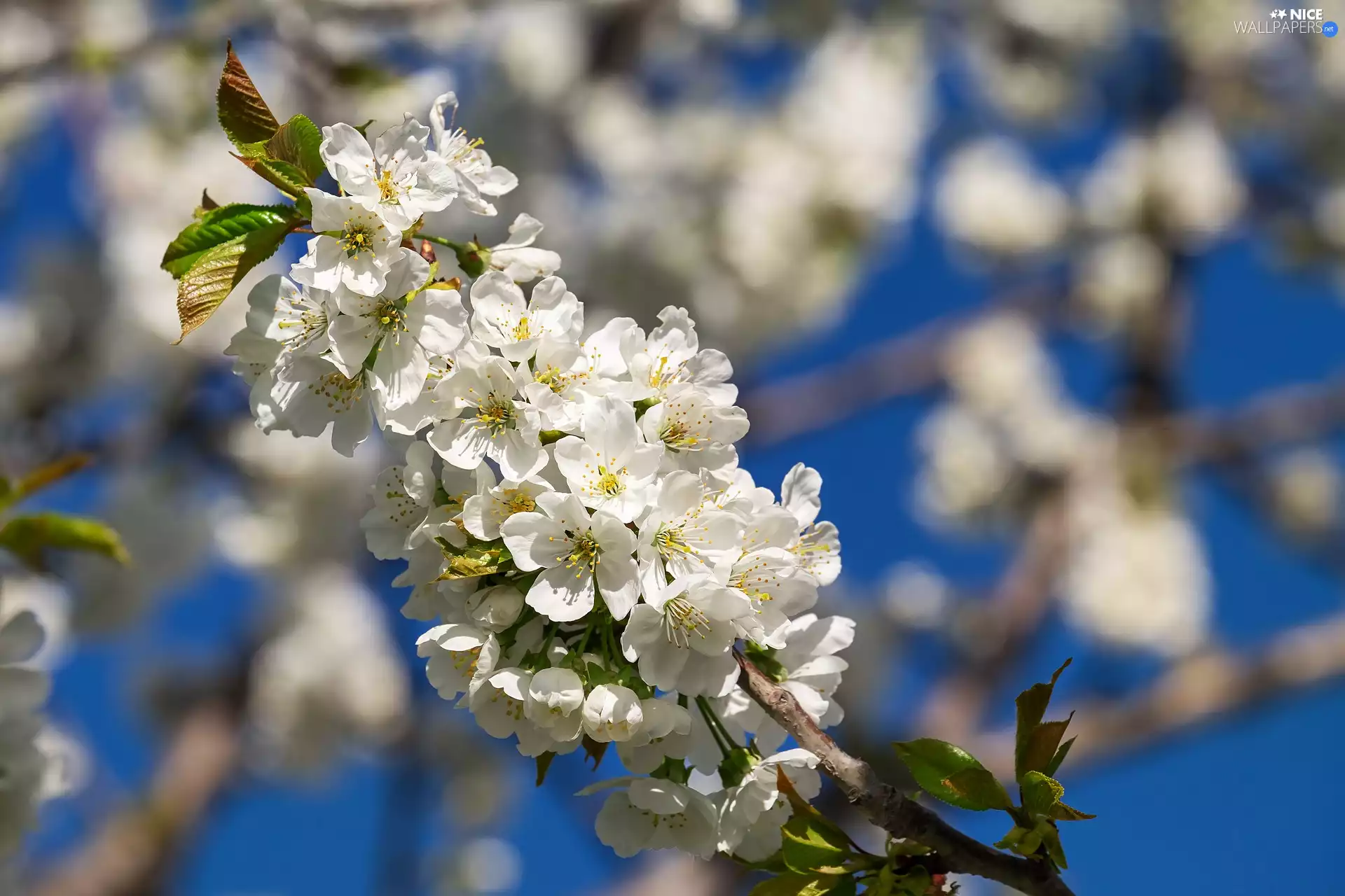 twig, cherry, Fruit Tree, Blossoming