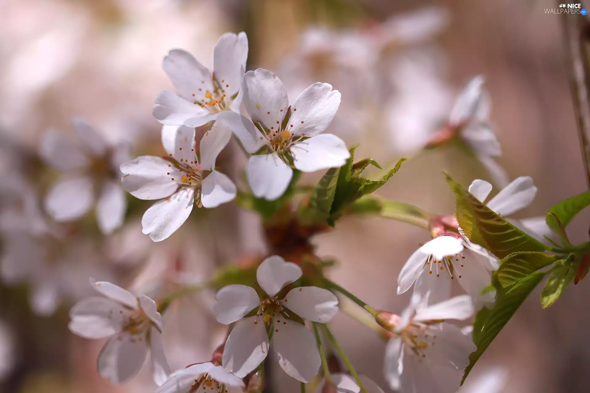 White, cherry, Fruit Tree, Flowers