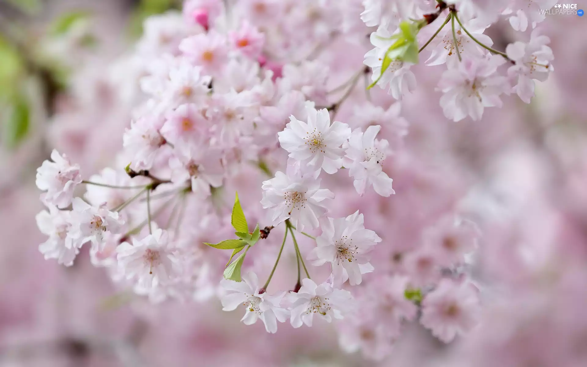 Fruit Tree, Japanese Cherry, Flowers, leaves, Twigs