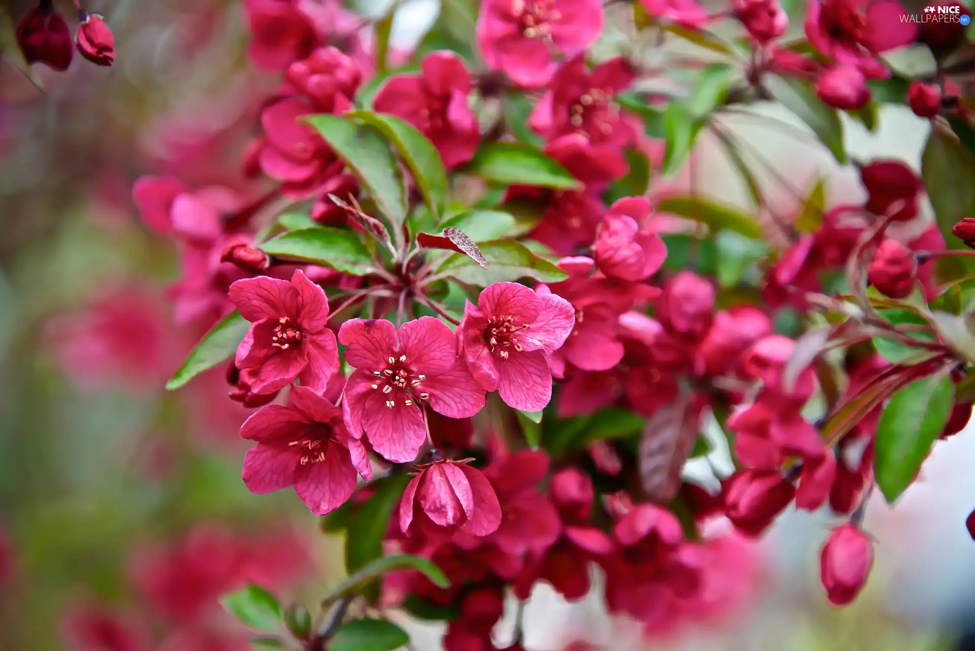 Blossoming, branch, Flowers, cherry, Fruit Tree