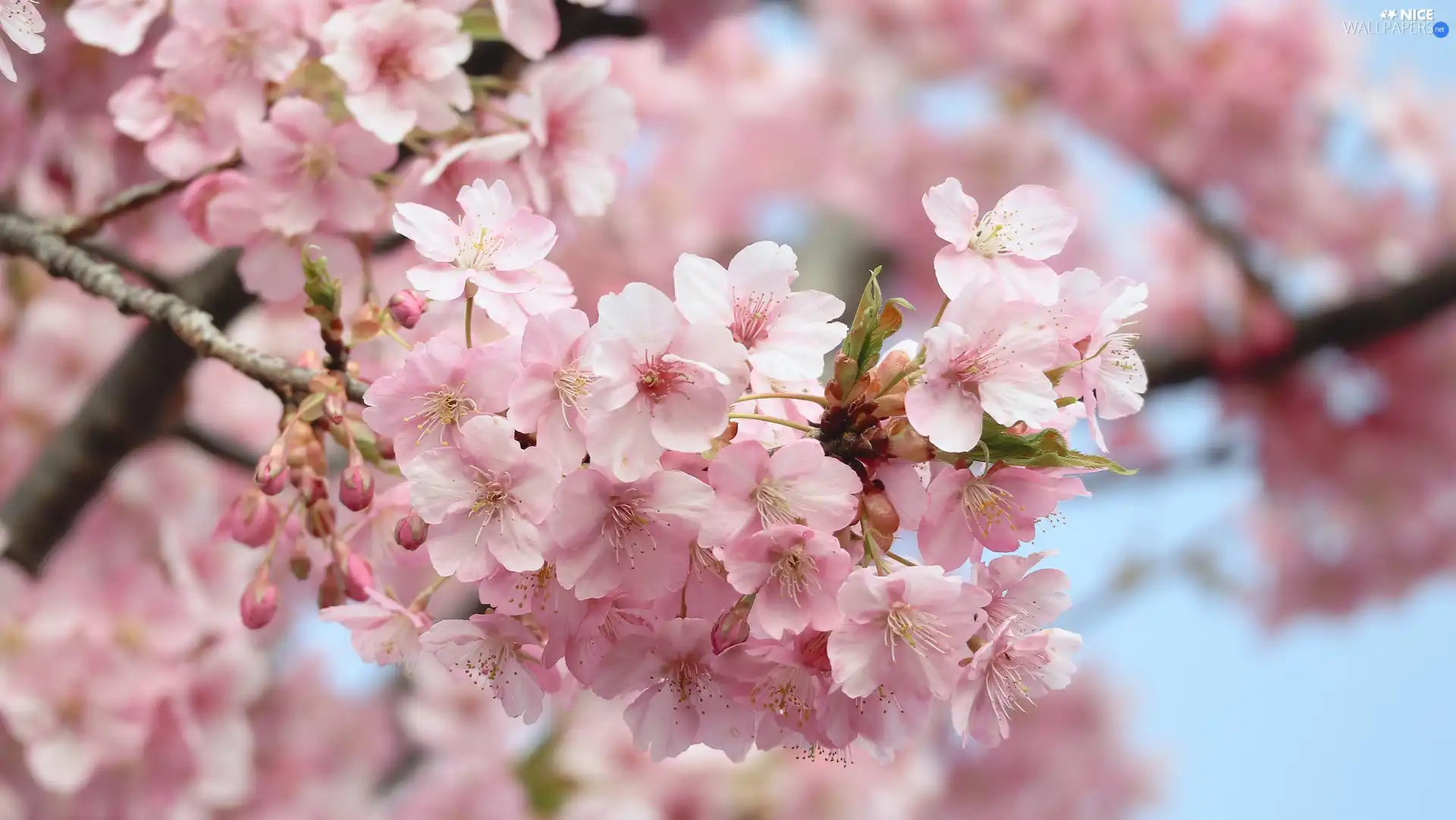 Flowers, Fruit Tree, cherry, Pink, twig