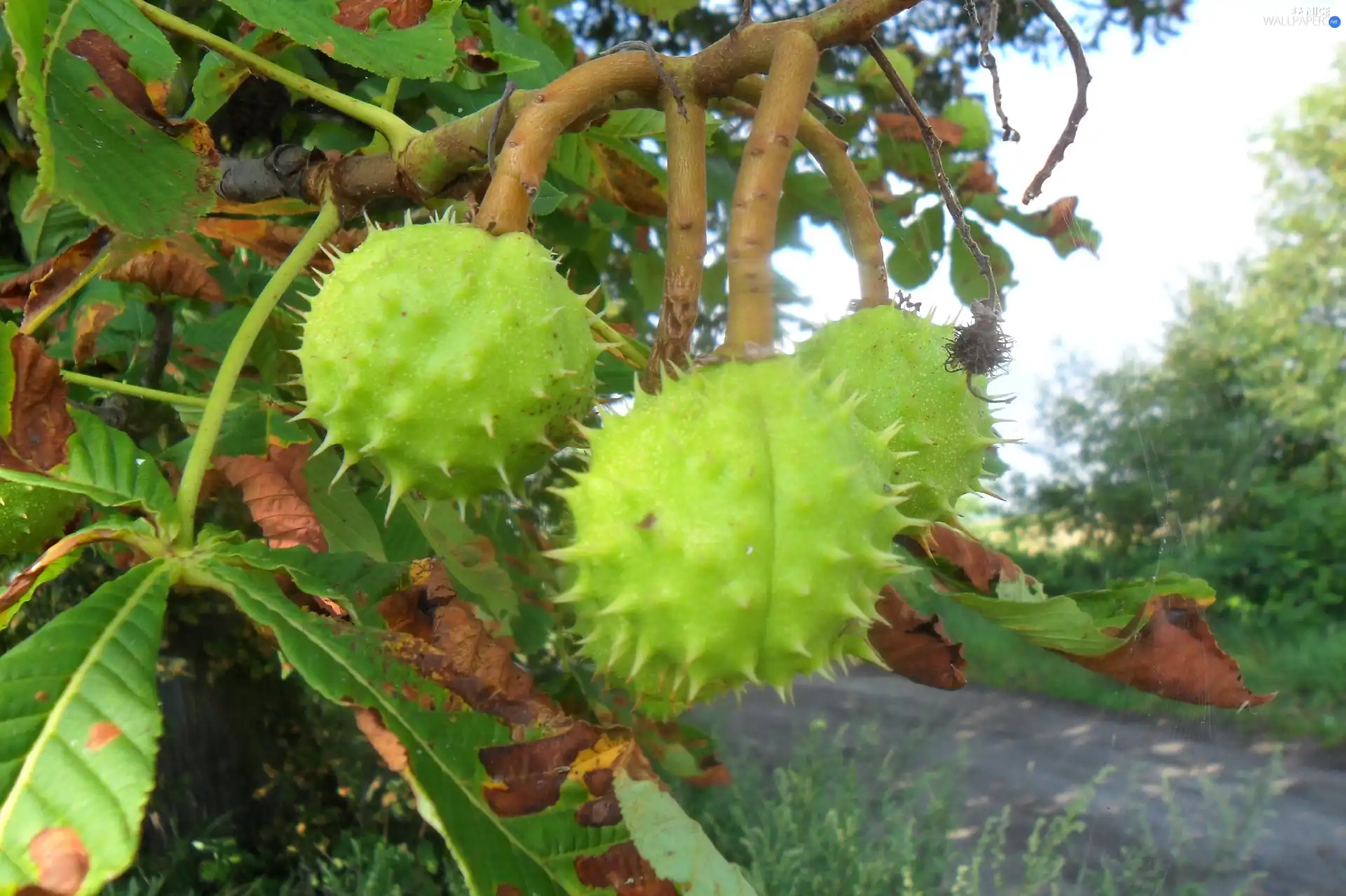 chestnut, maturing, Fruits