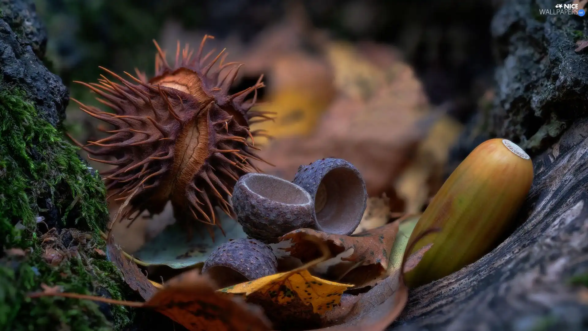 Moss, acorn, Leaf, chestnut