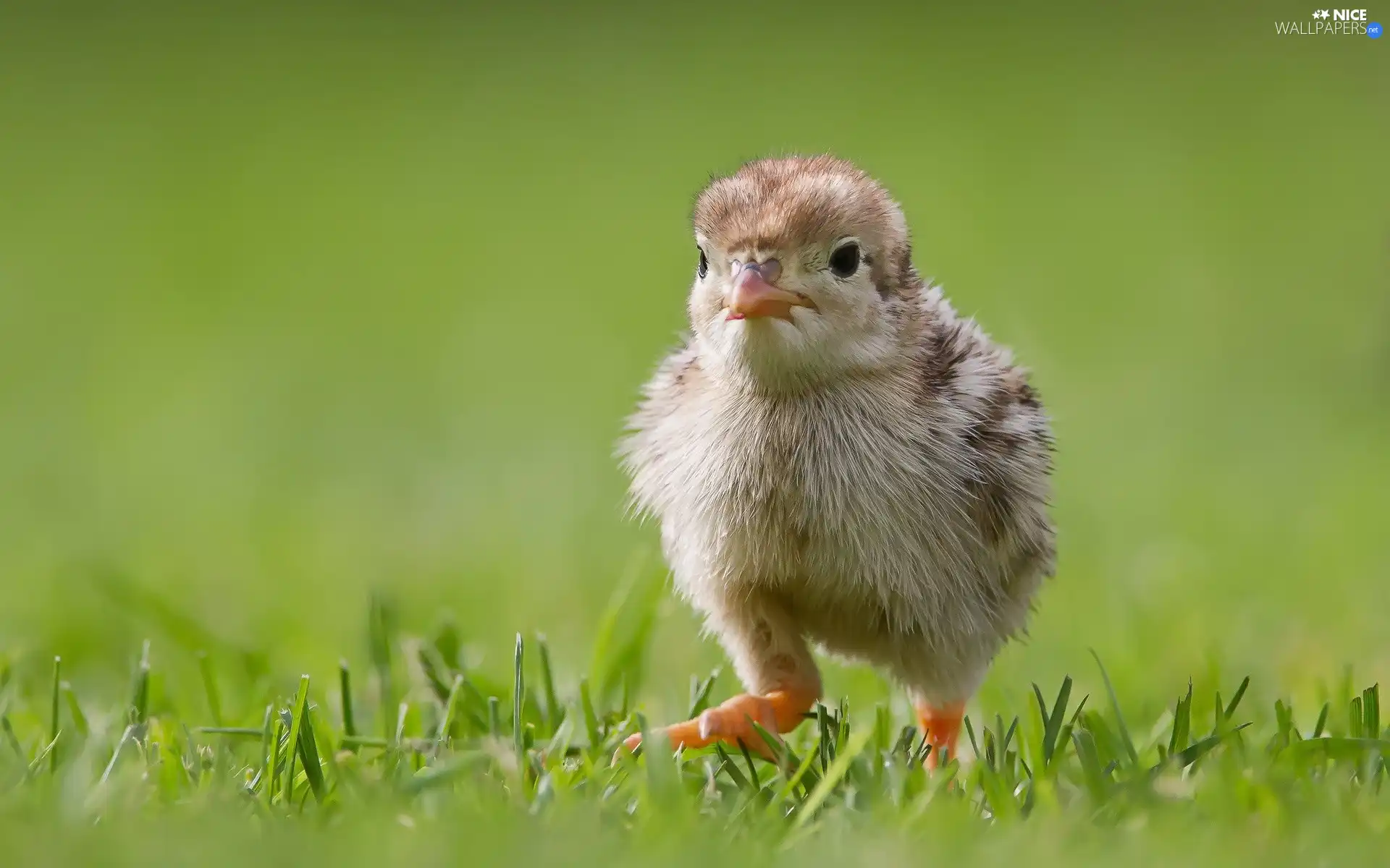 grass, Chicklets