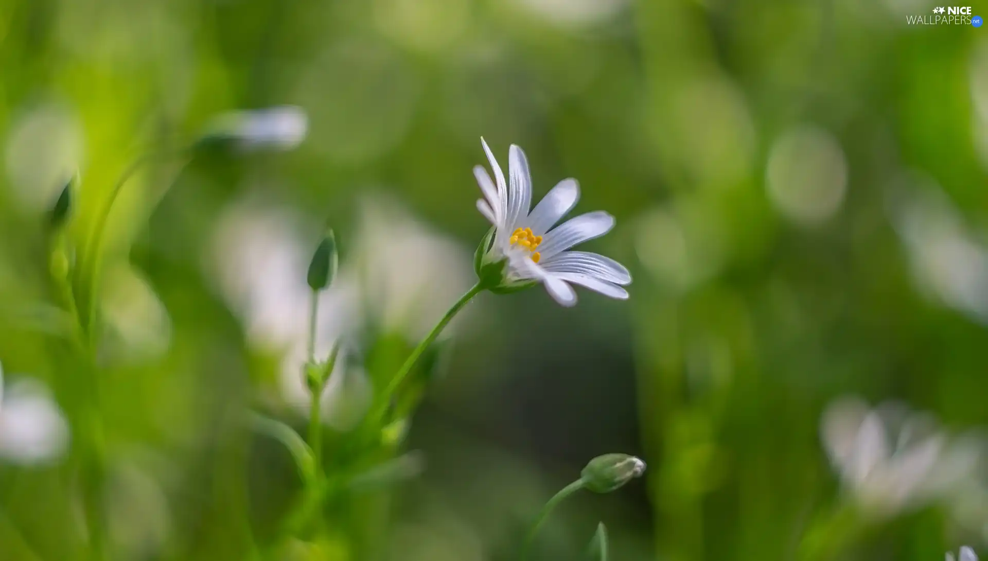 blur, Colourfull Flowers, Chickweed