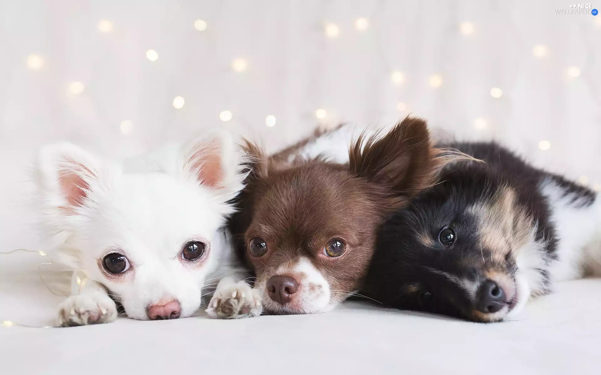 Chihuahua, Dogs, Three