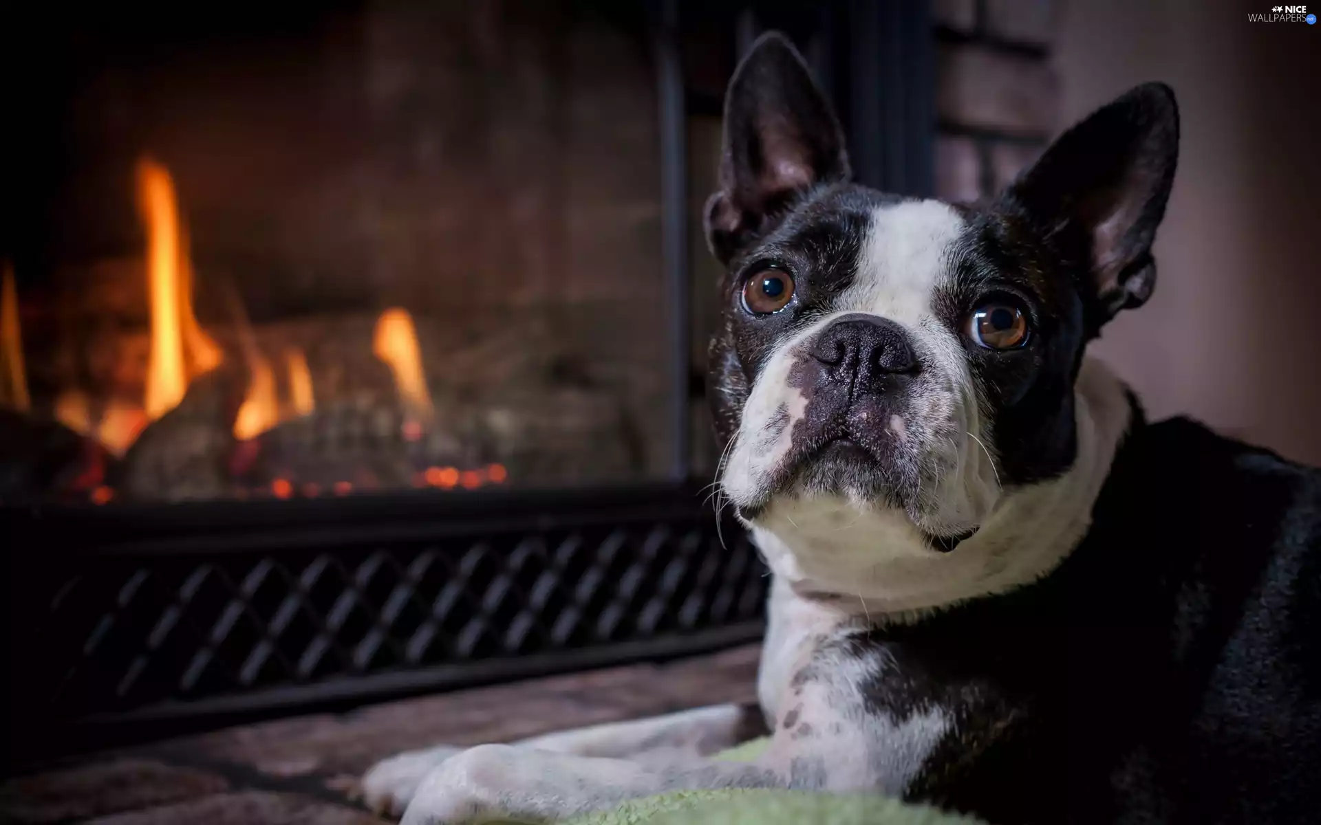 burner chimney, dog, Boston Terrier