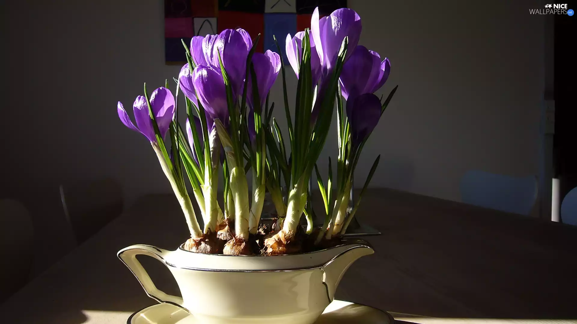 china, purple, crocuses