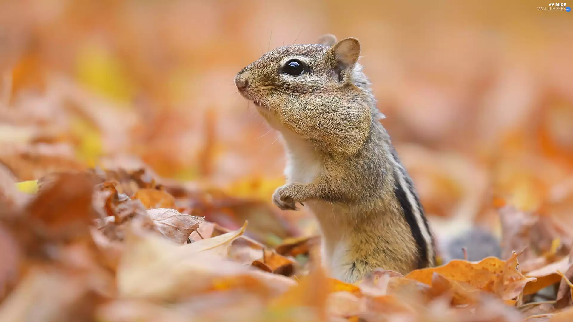 rodent, Autumn, Leaf, Chipmunk