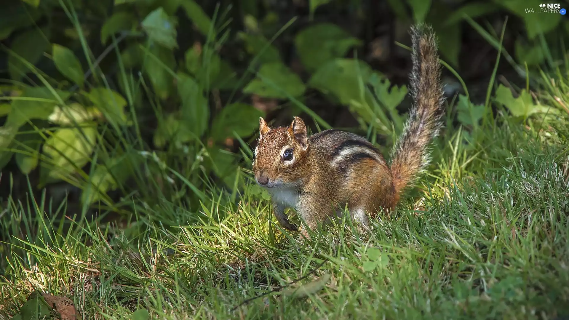 squirrel, grass, Plants, Chipmunk