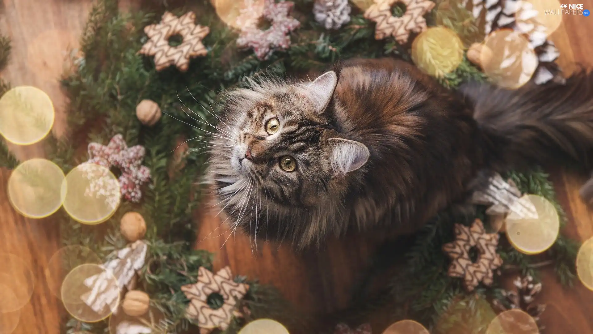 cat, Christmas, decoration, Maine Coon