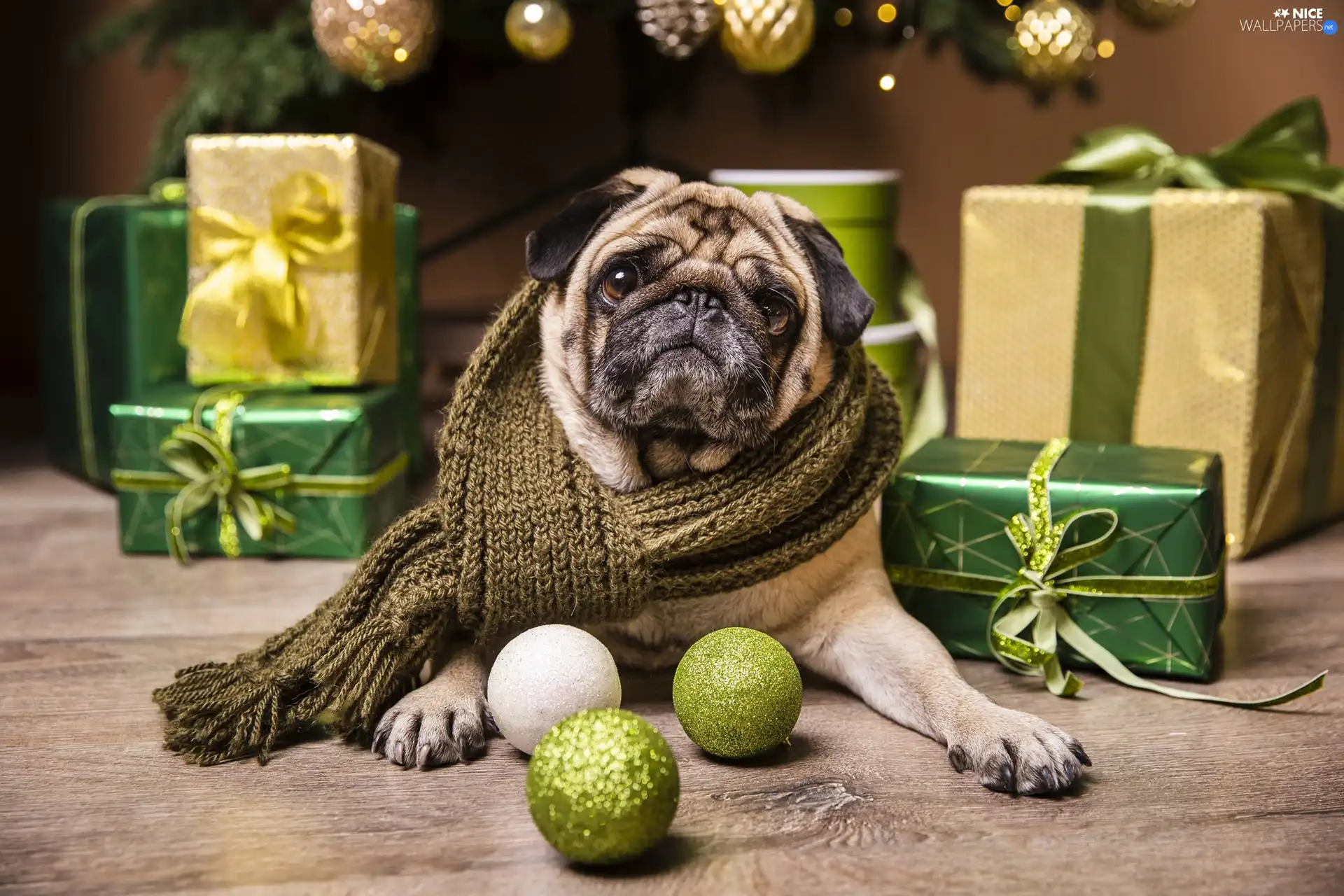 Scarf, pug, baubles, christmas, gifts, dog