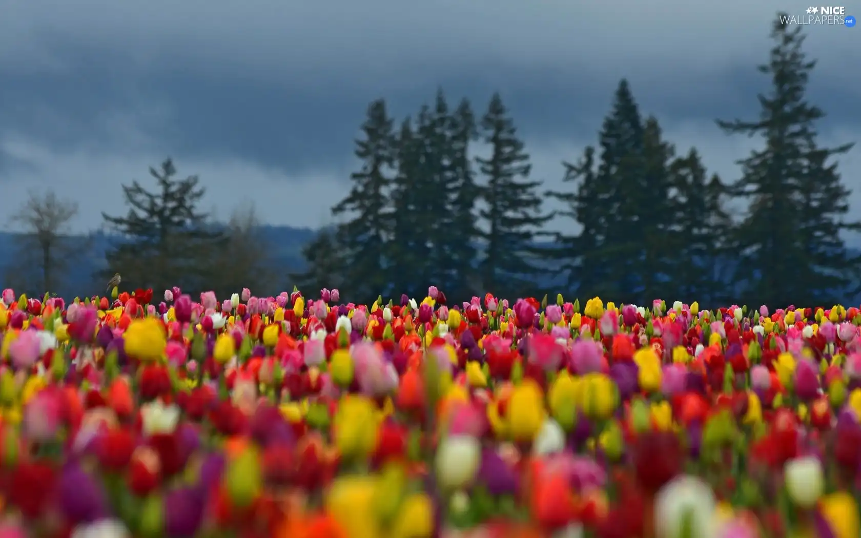 Christmas, color, Tulips