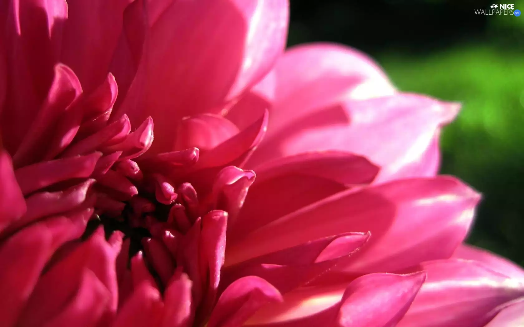 chrysanthemum, flakes, Flower