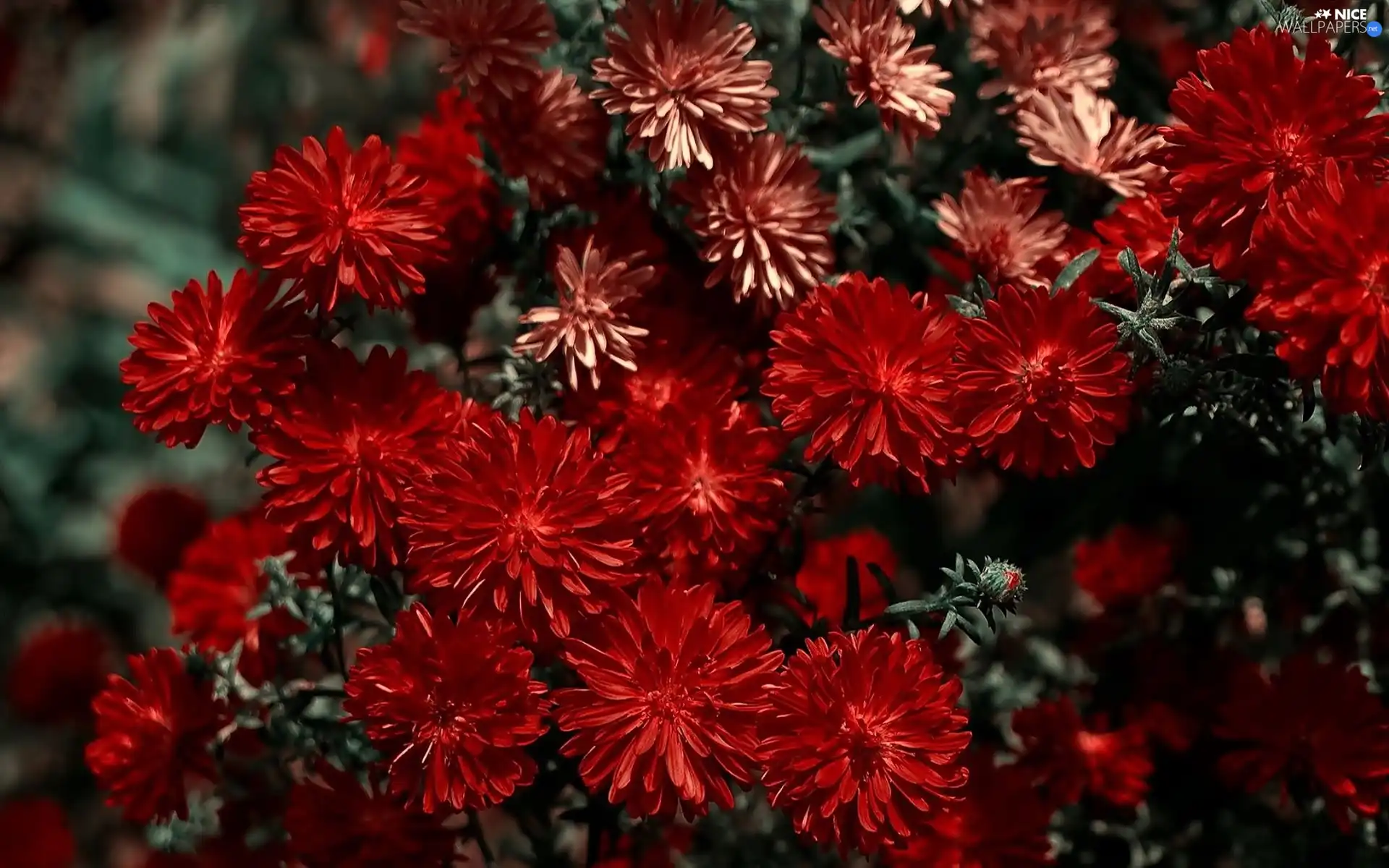 red hot, Flowers, chrysanthemum