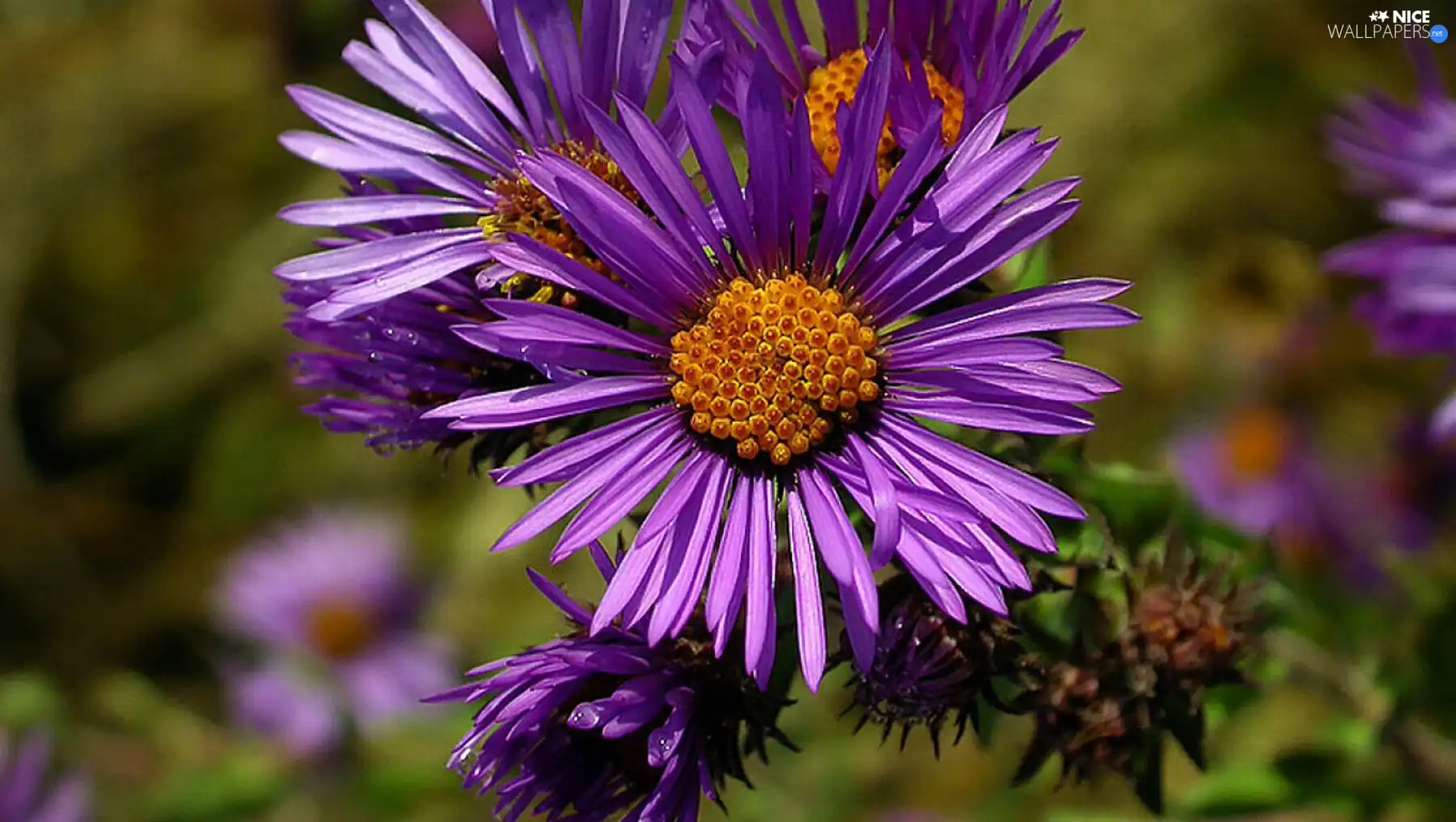 Violet, chrysanthemum