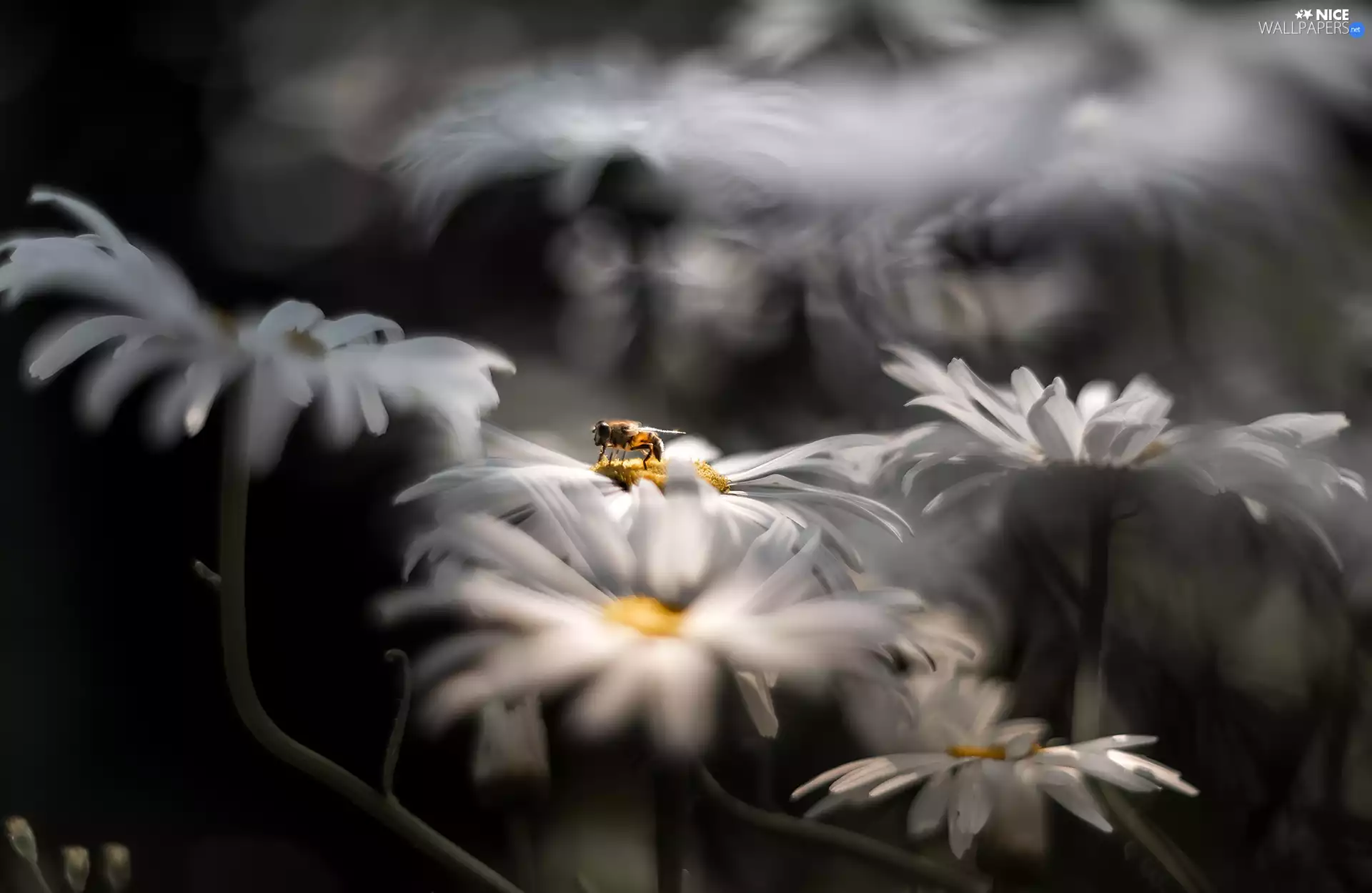 daisy, bee, rapprochement, chrysanthemums