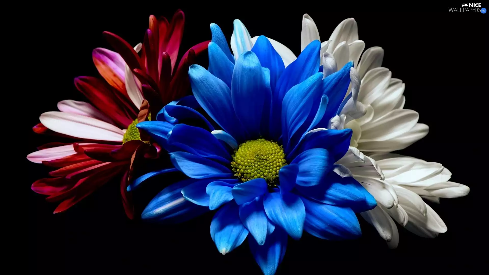 color, Chrysanthemums, Dark Background, Flowers