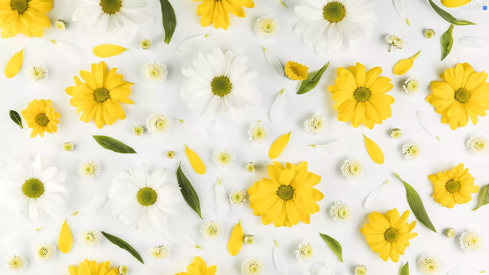 Yellow, Chrysanthemums, flakes, White, Flowers