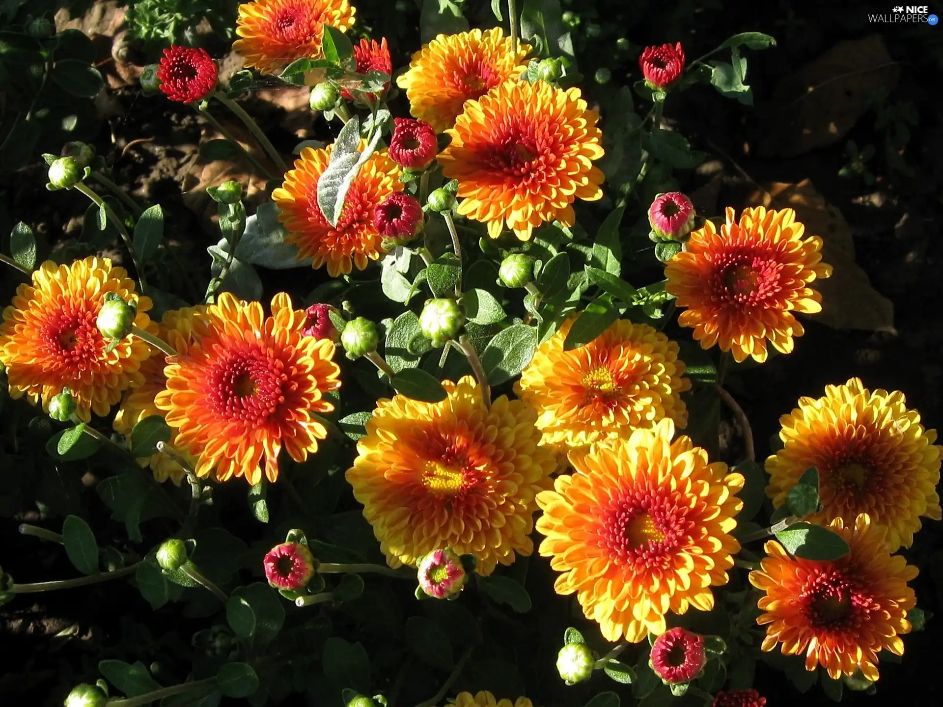 Flowers, Chrysanthemums