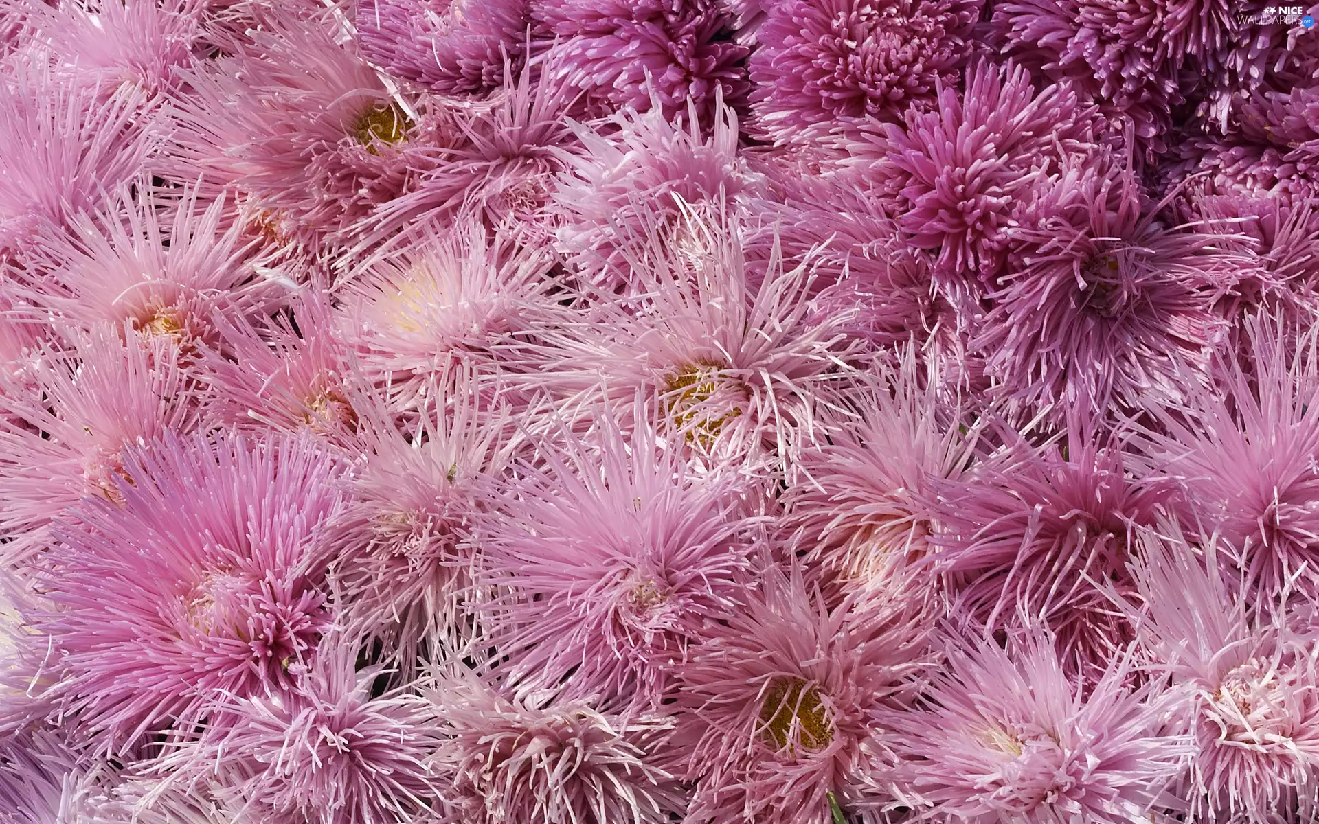Chrysanthemums, purple