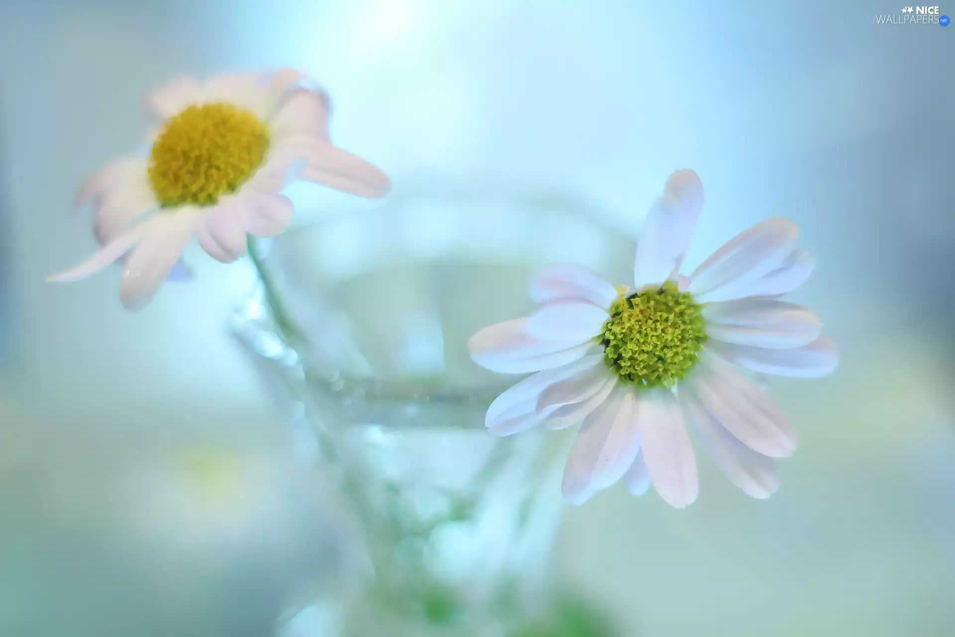 Chrysanthemums, vase