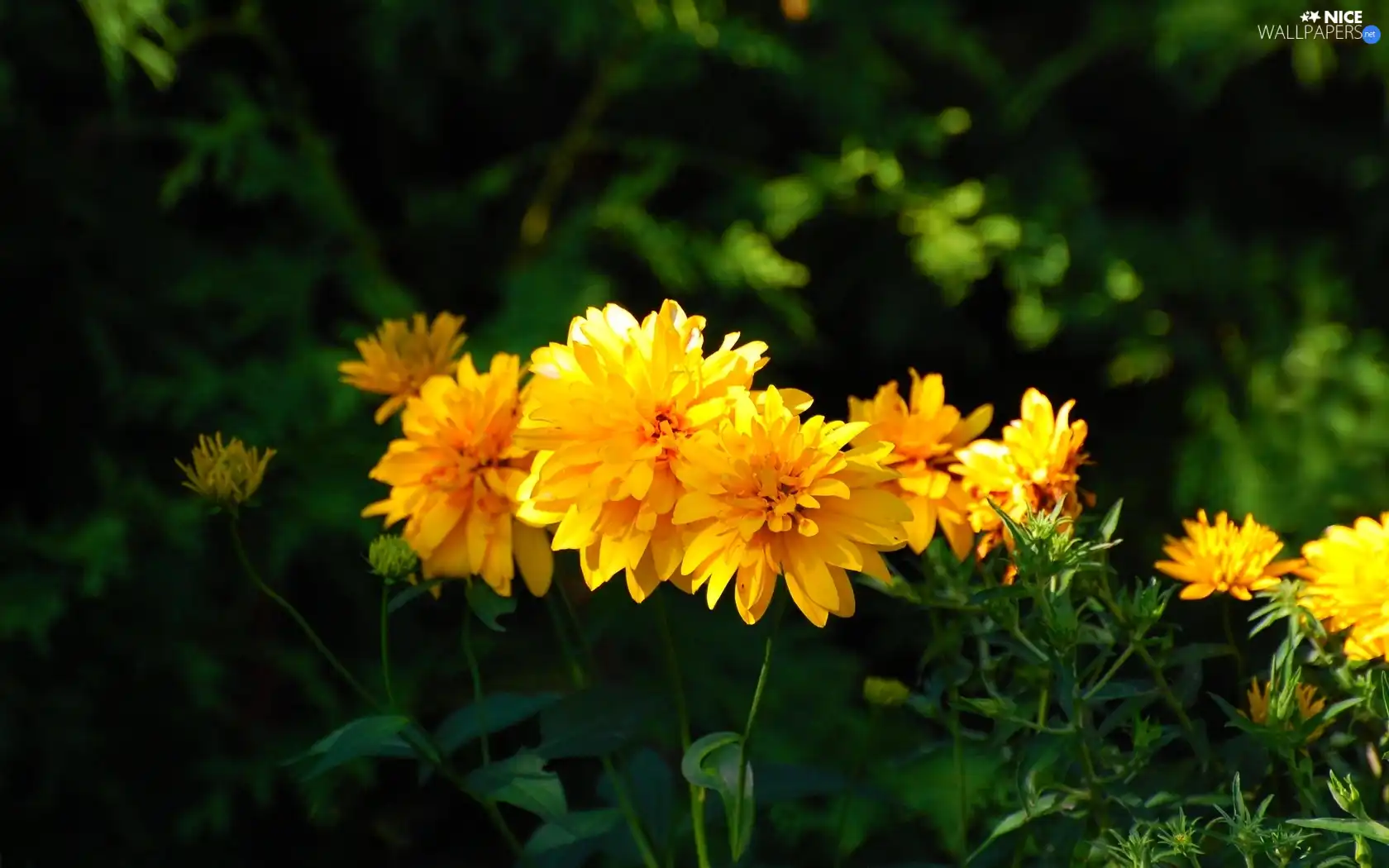 Yellow, Chrysanthemums