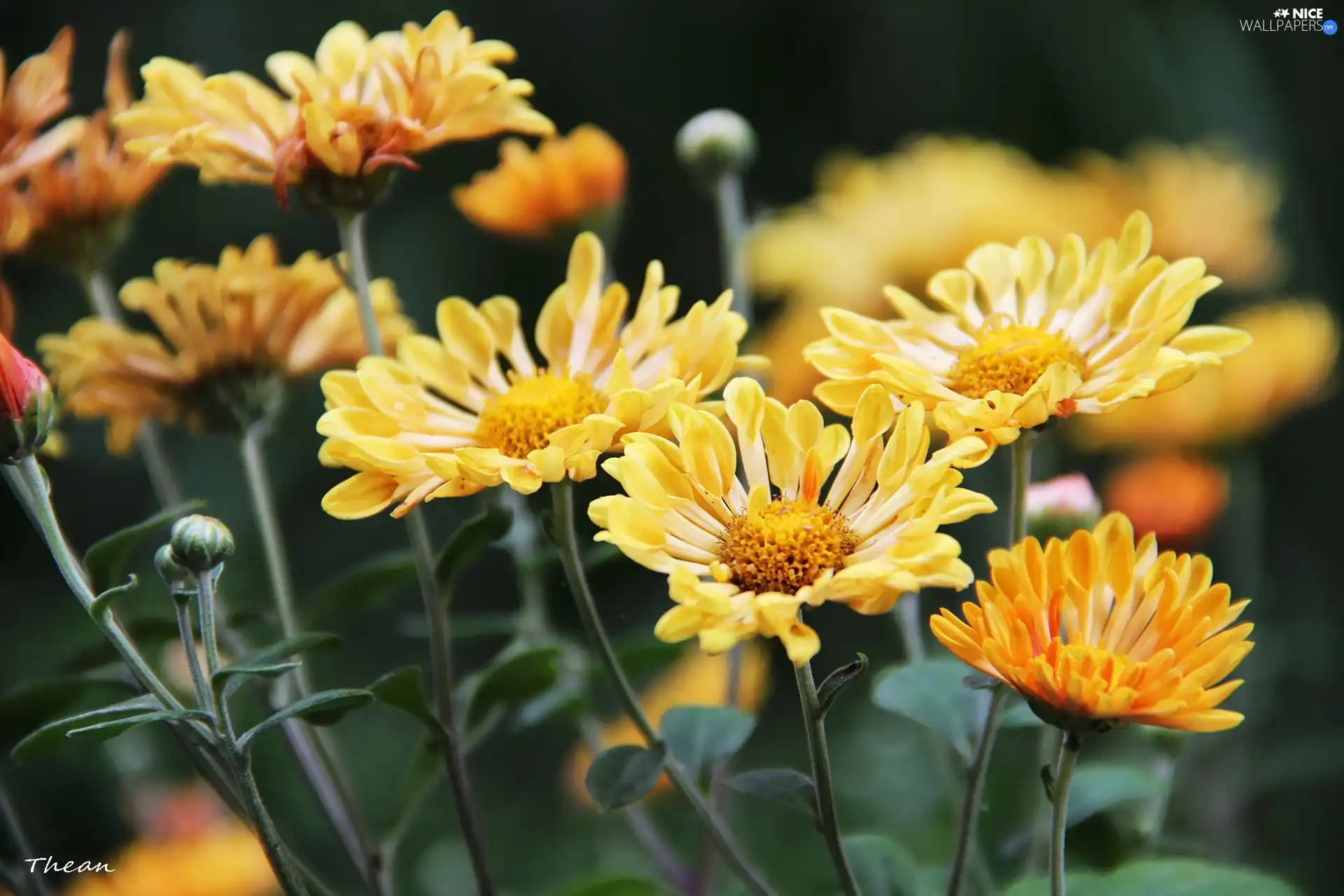 Chrysanthemums