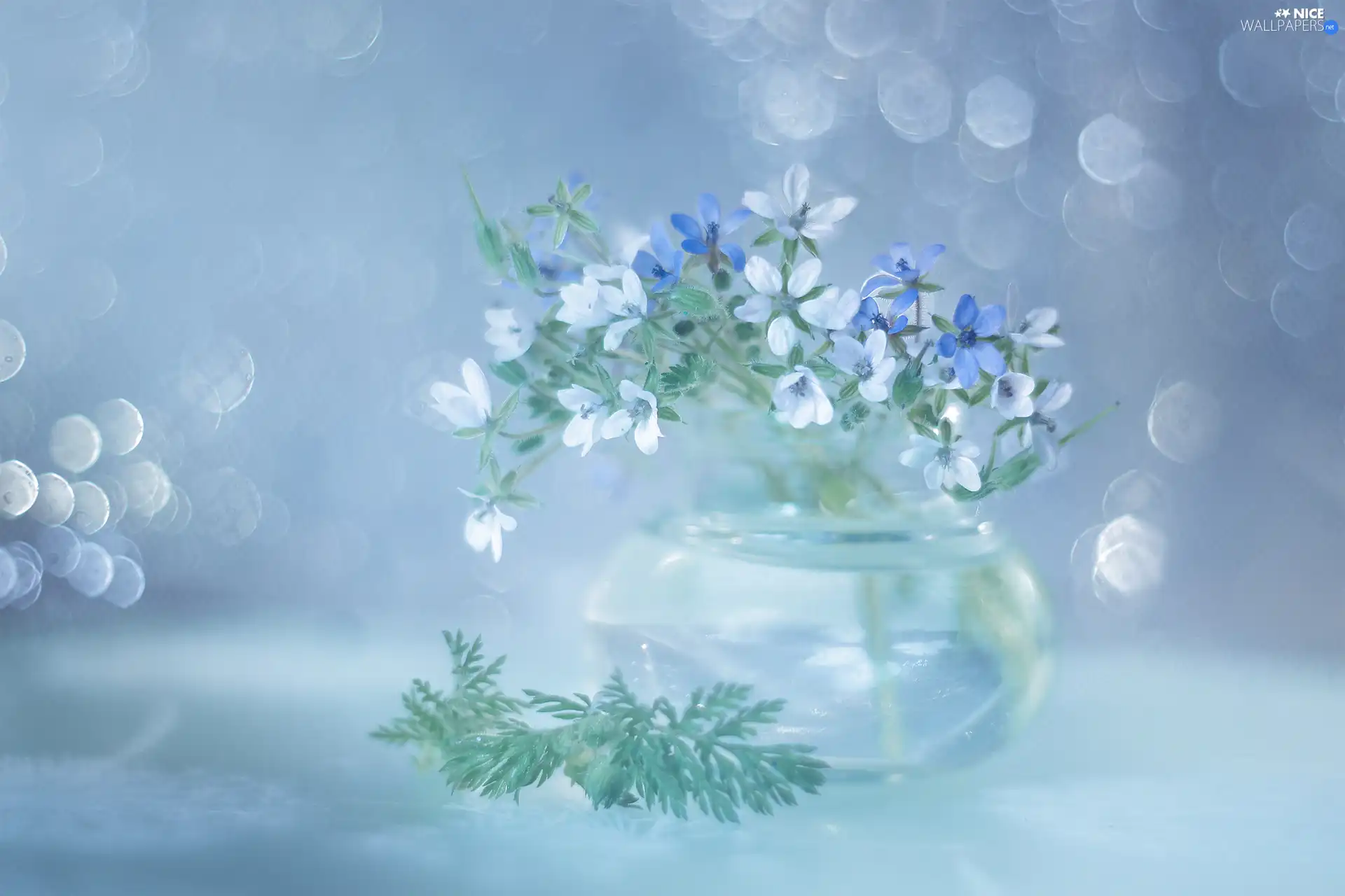 Erodium cicutarium, Blue, Flowers, White