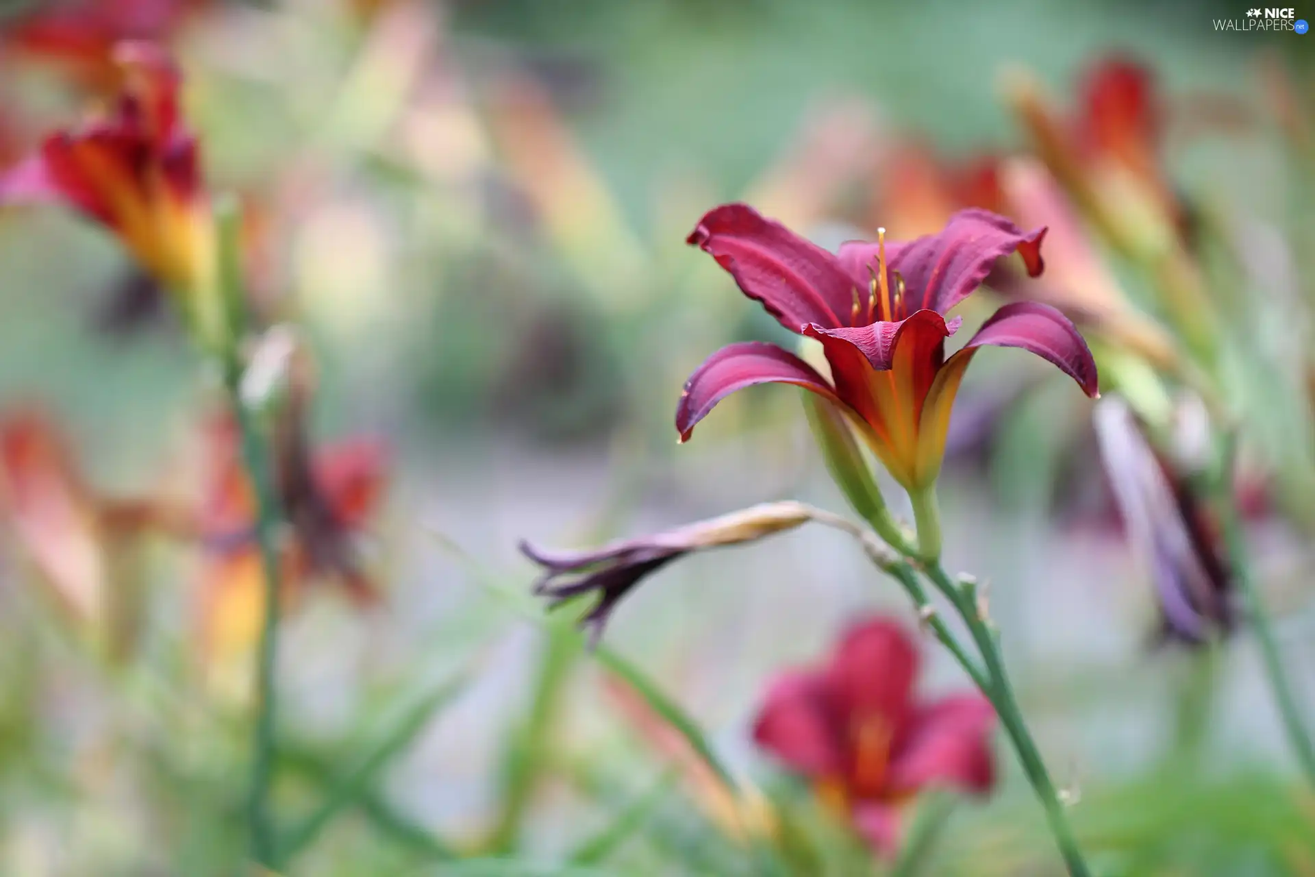 Colourfull Flowers, lily, claret