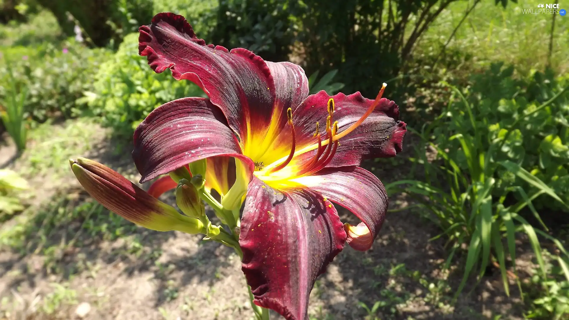 lily, Colourfull Flowers, claret