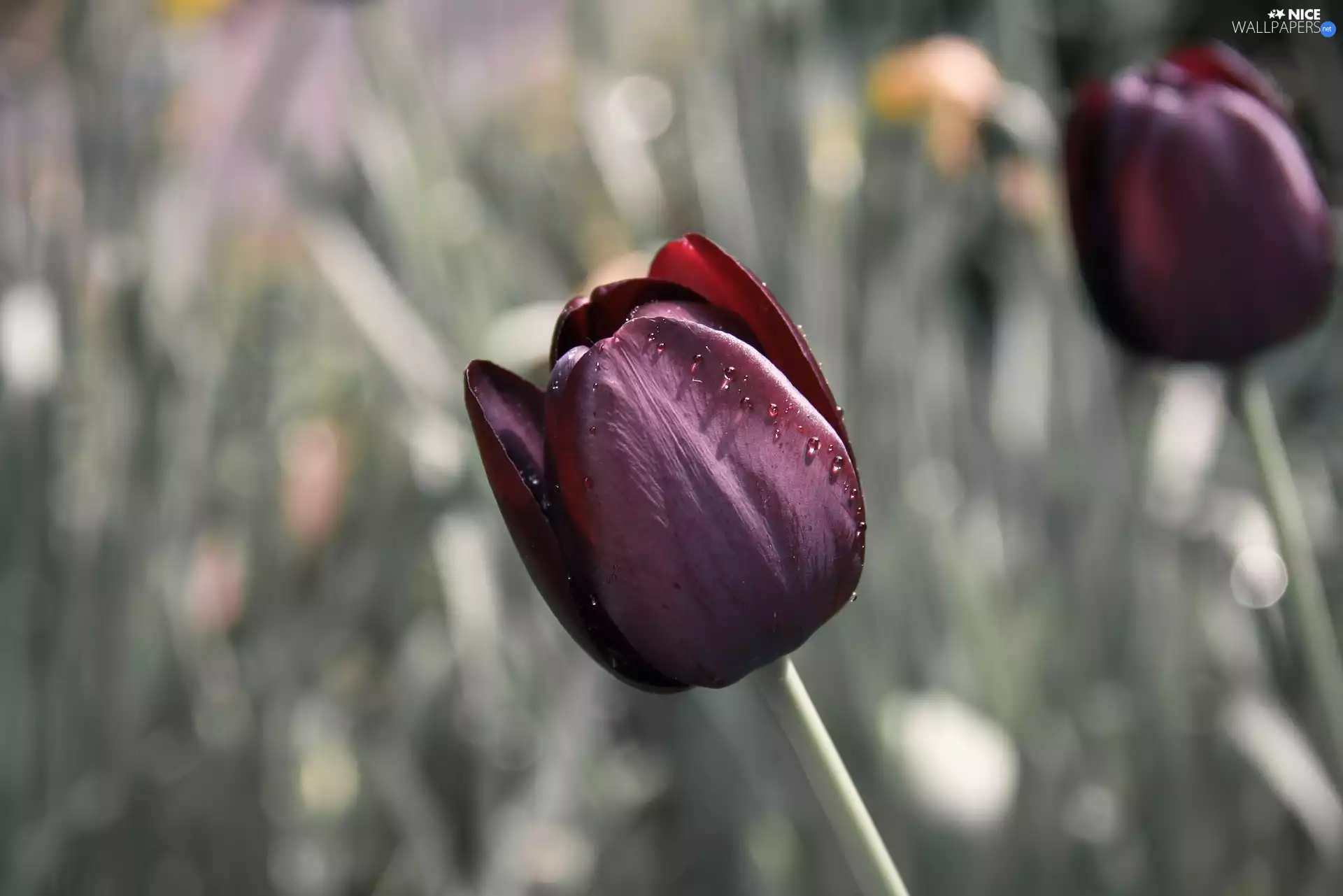 drops, blurry background, claret, tulip, Flowers