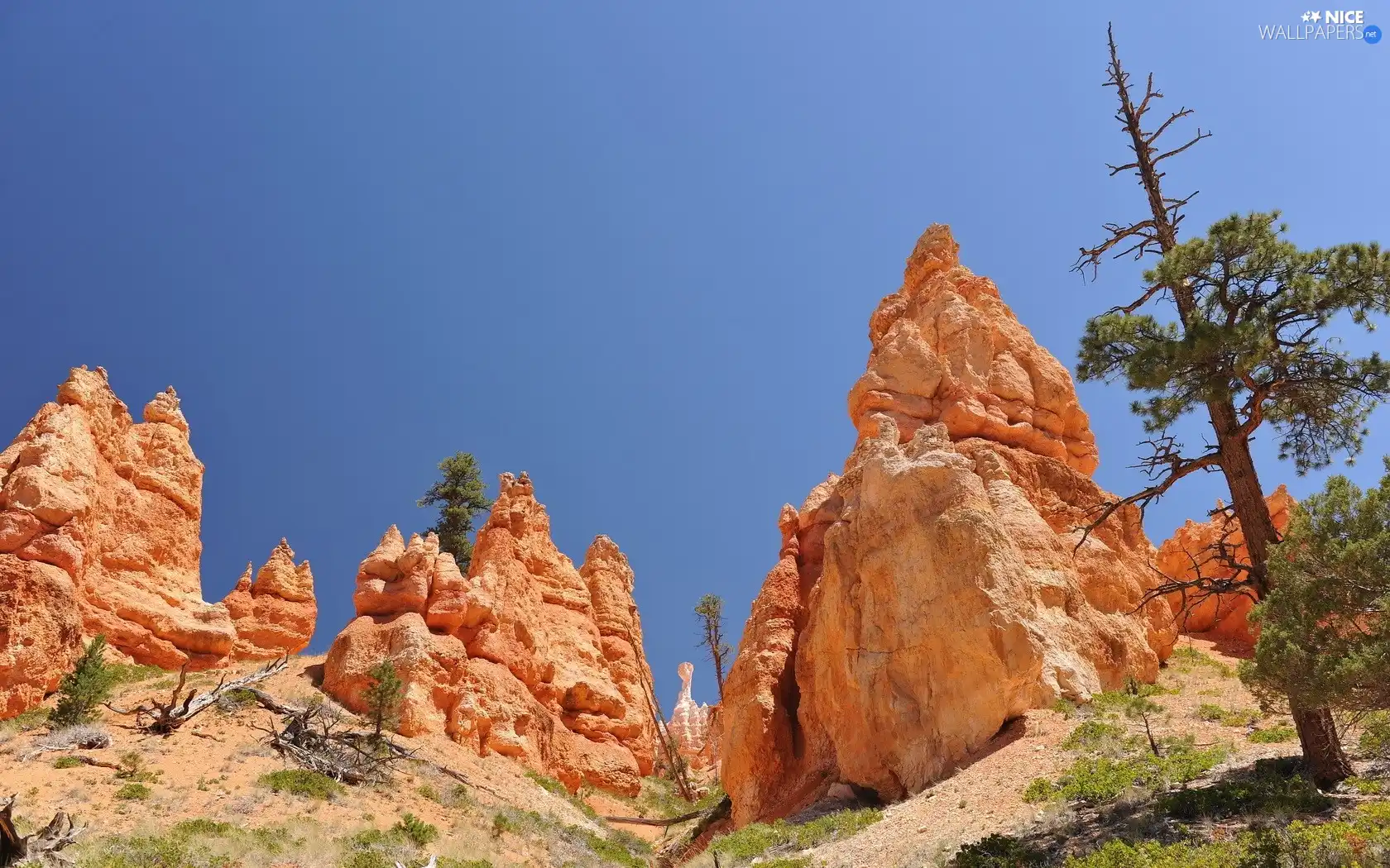 clean, Sky, trees, Softwood, rocks