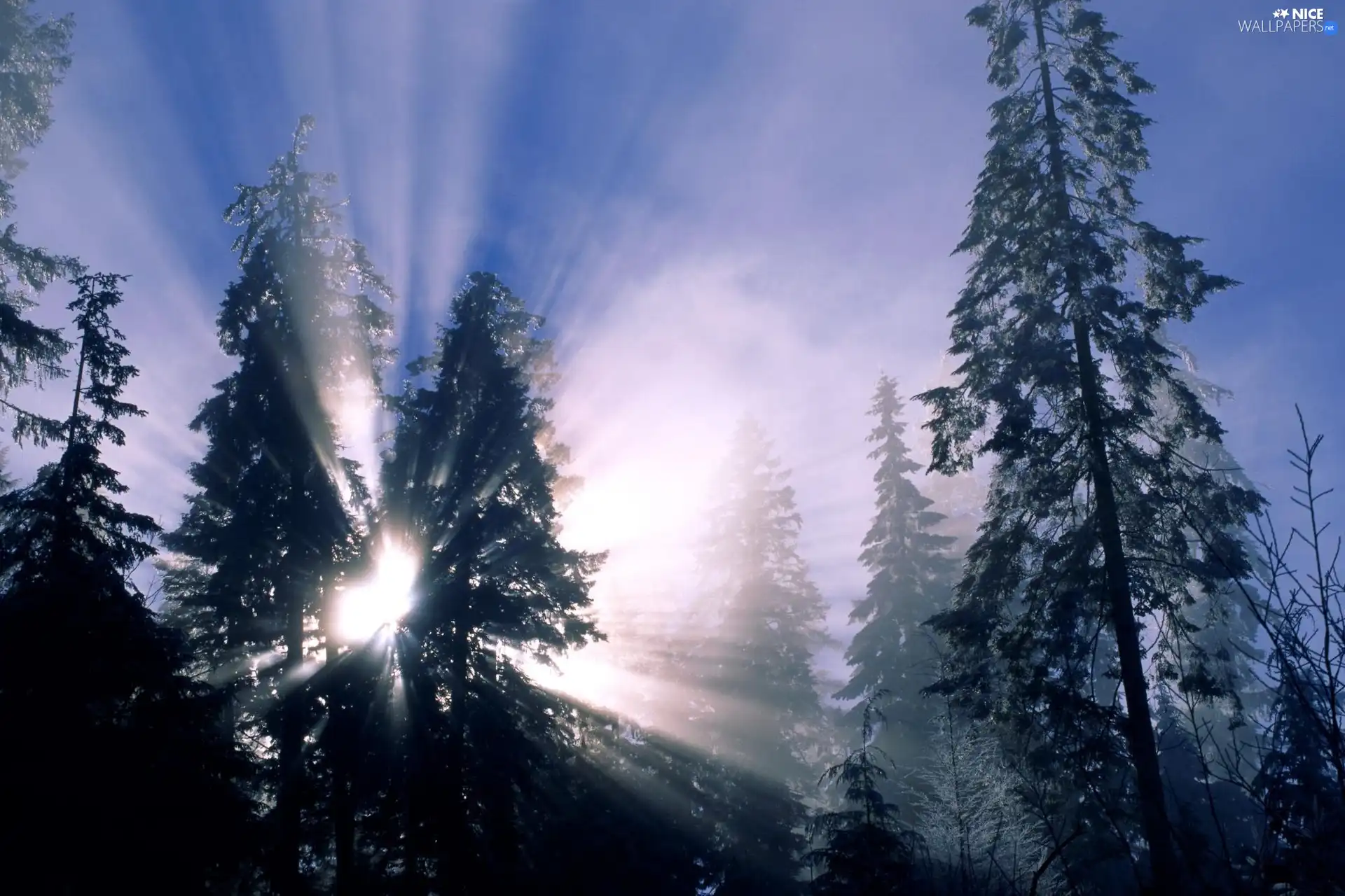 rays of the Sun, between, Christmas trees, The clear