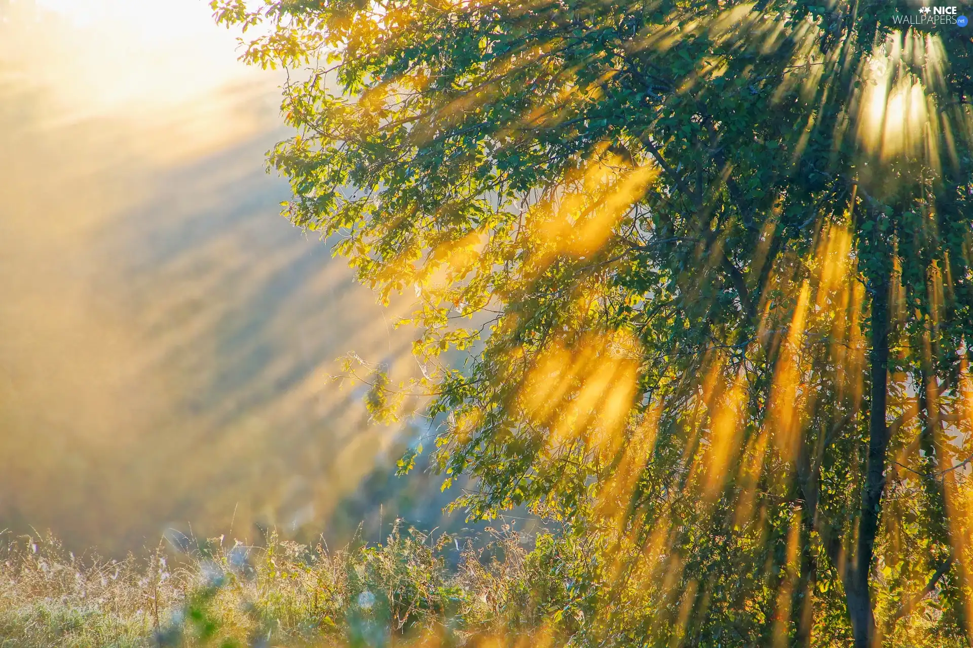 rays of the Sun, trees, The clear