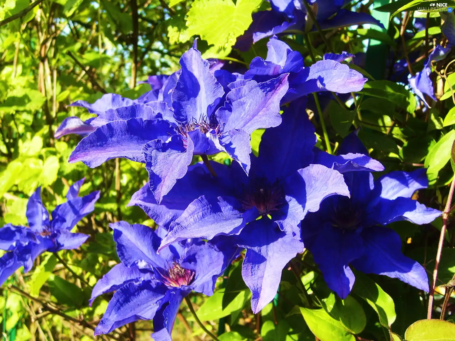 Clematis, blue