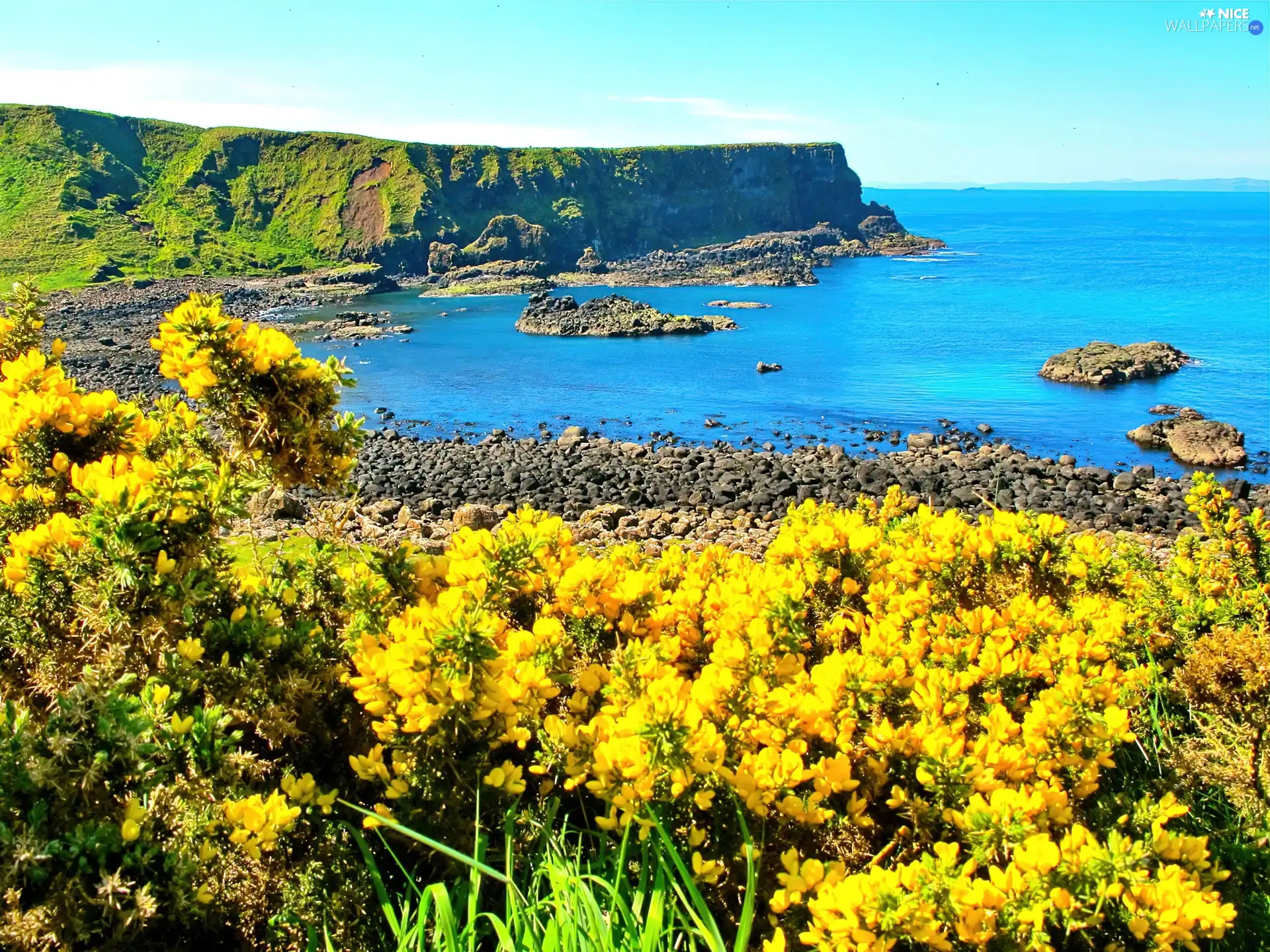 Yellow, Ocean, cliff, Flowers