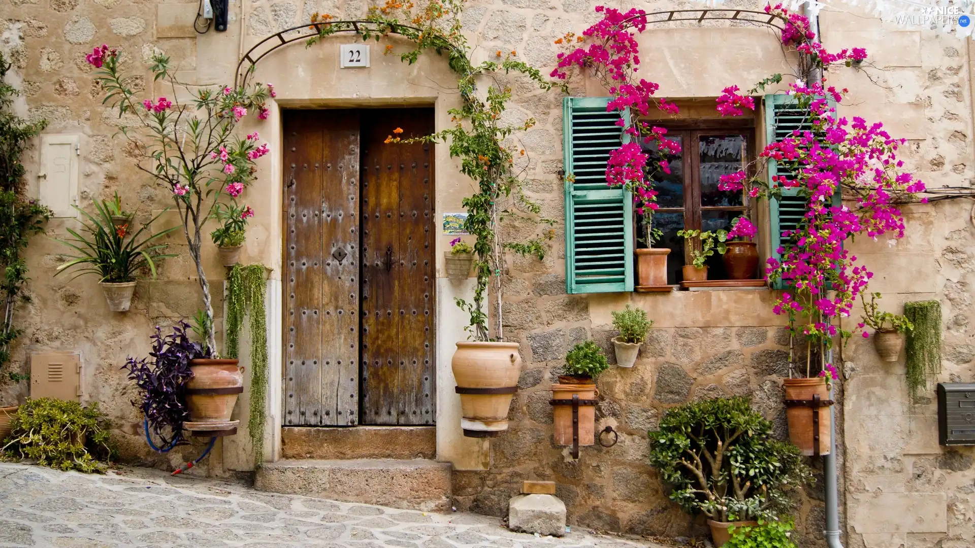 Climbing, Flowers, building, Window, front