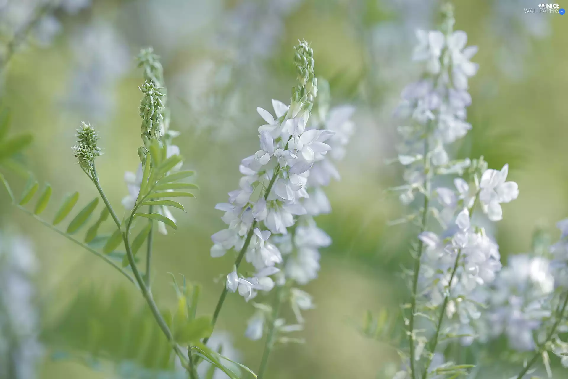 Climbing, White, Flowers