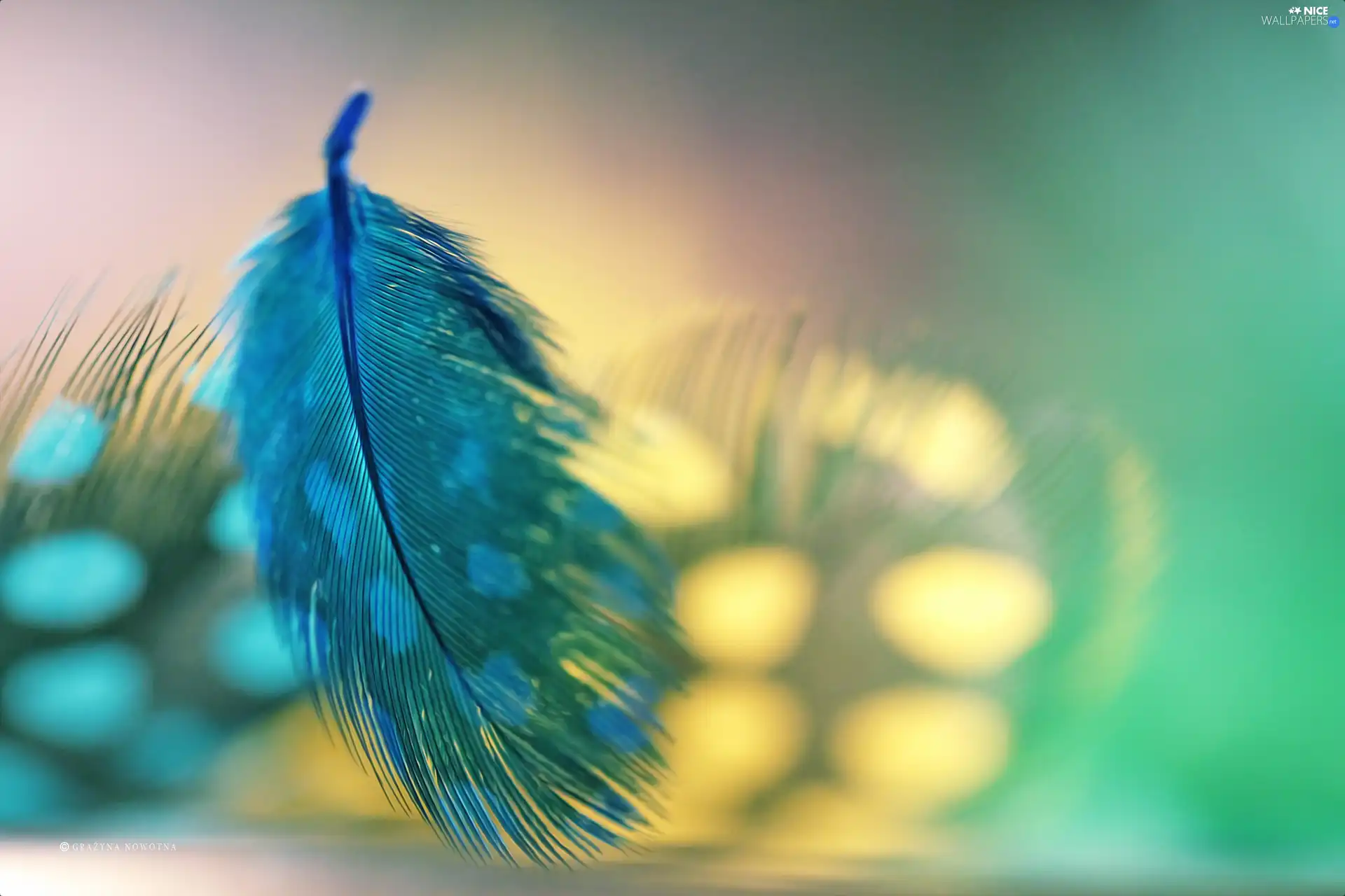 Close, feather, Blue