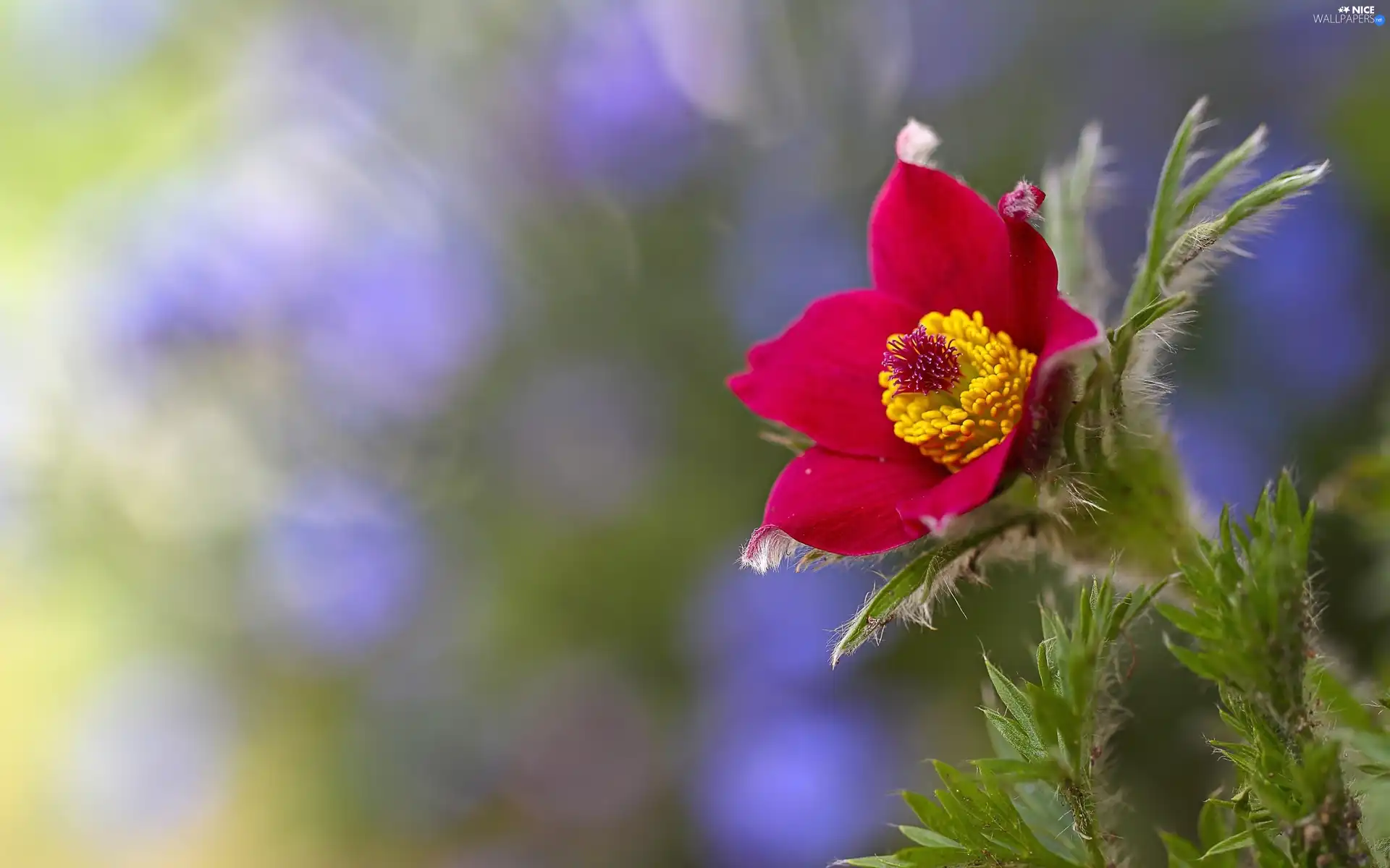 Close, pasque, Bokeh