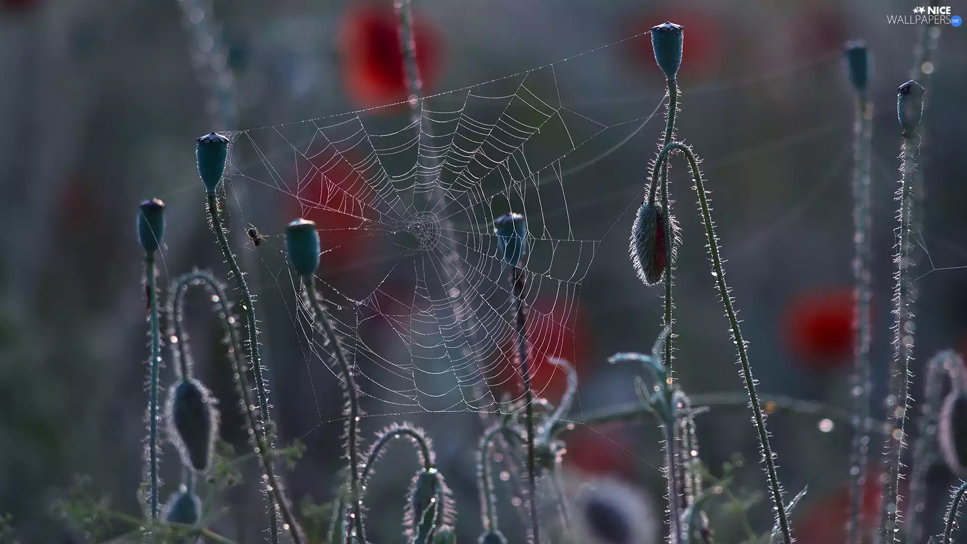 spider, Close, Buds, Web, papavers