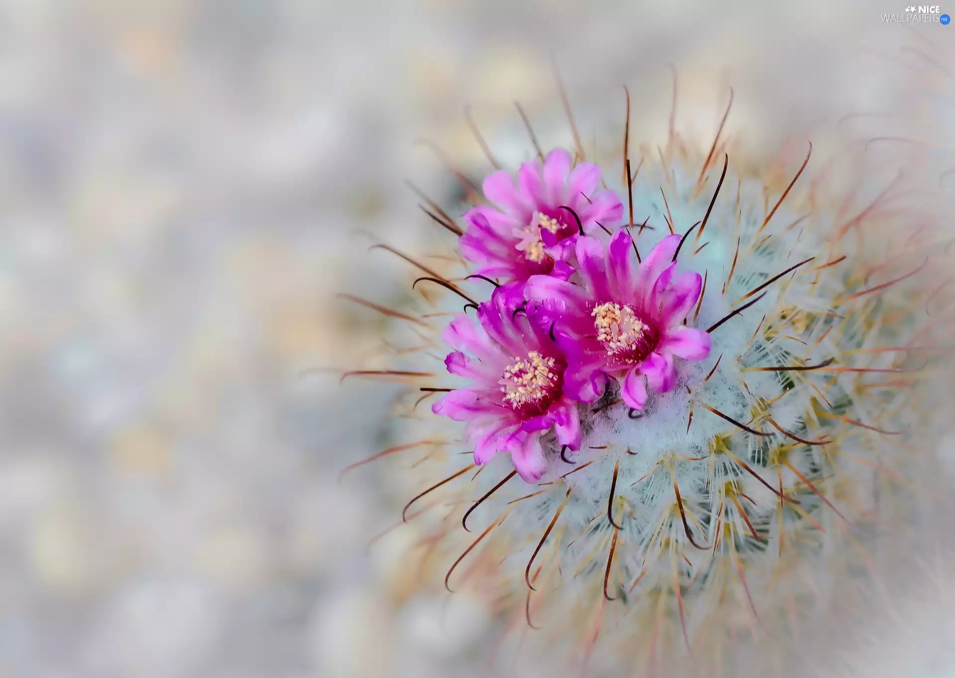 Close, flower, Cactus